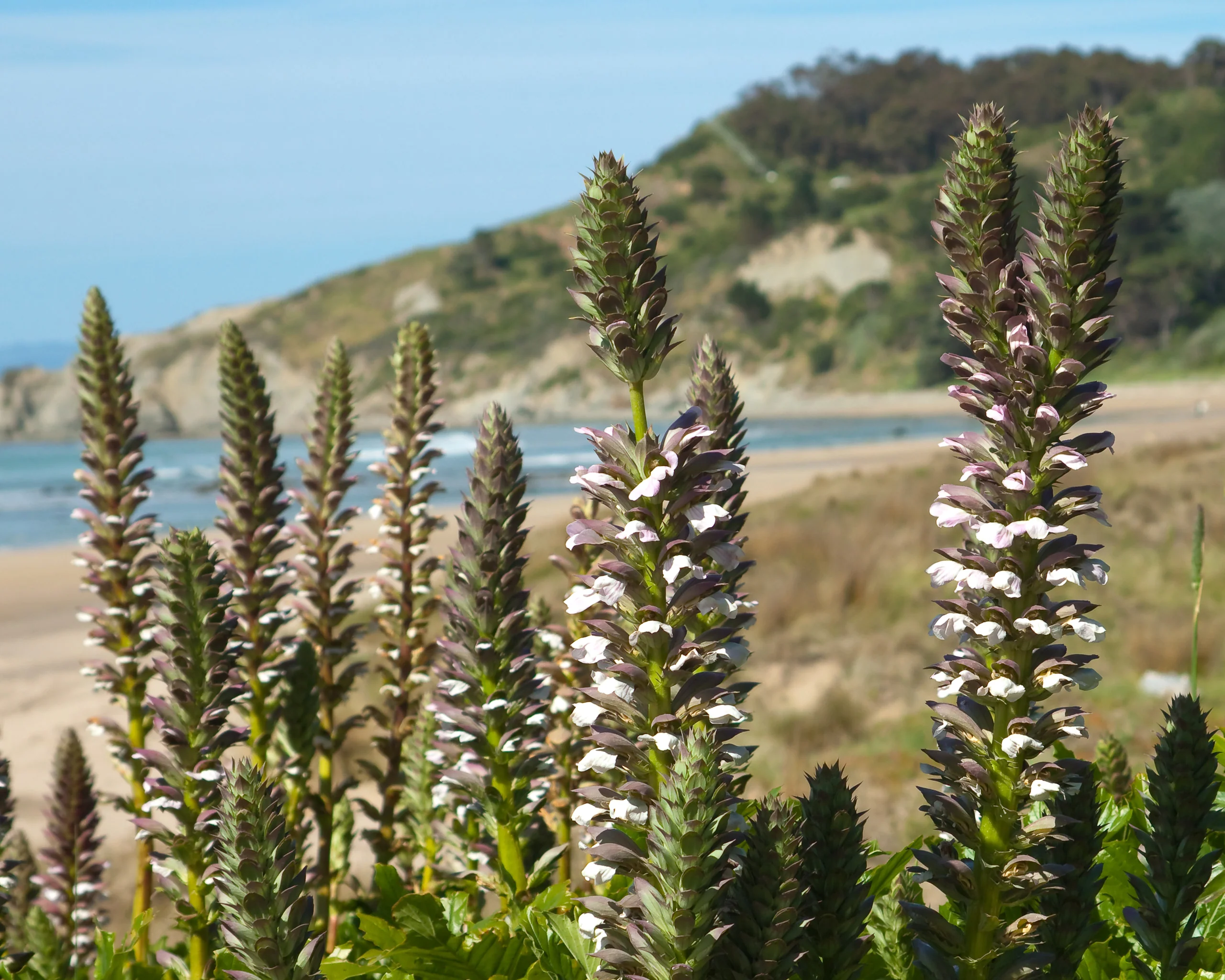 Acanthus 'White Lips' - Image 10