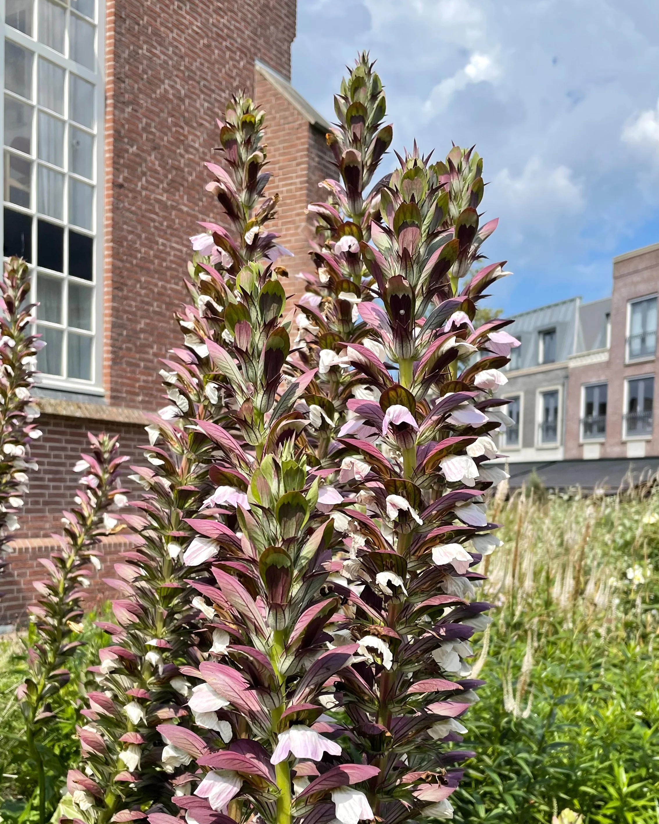 Acanthus 'White Lips' - Image 11