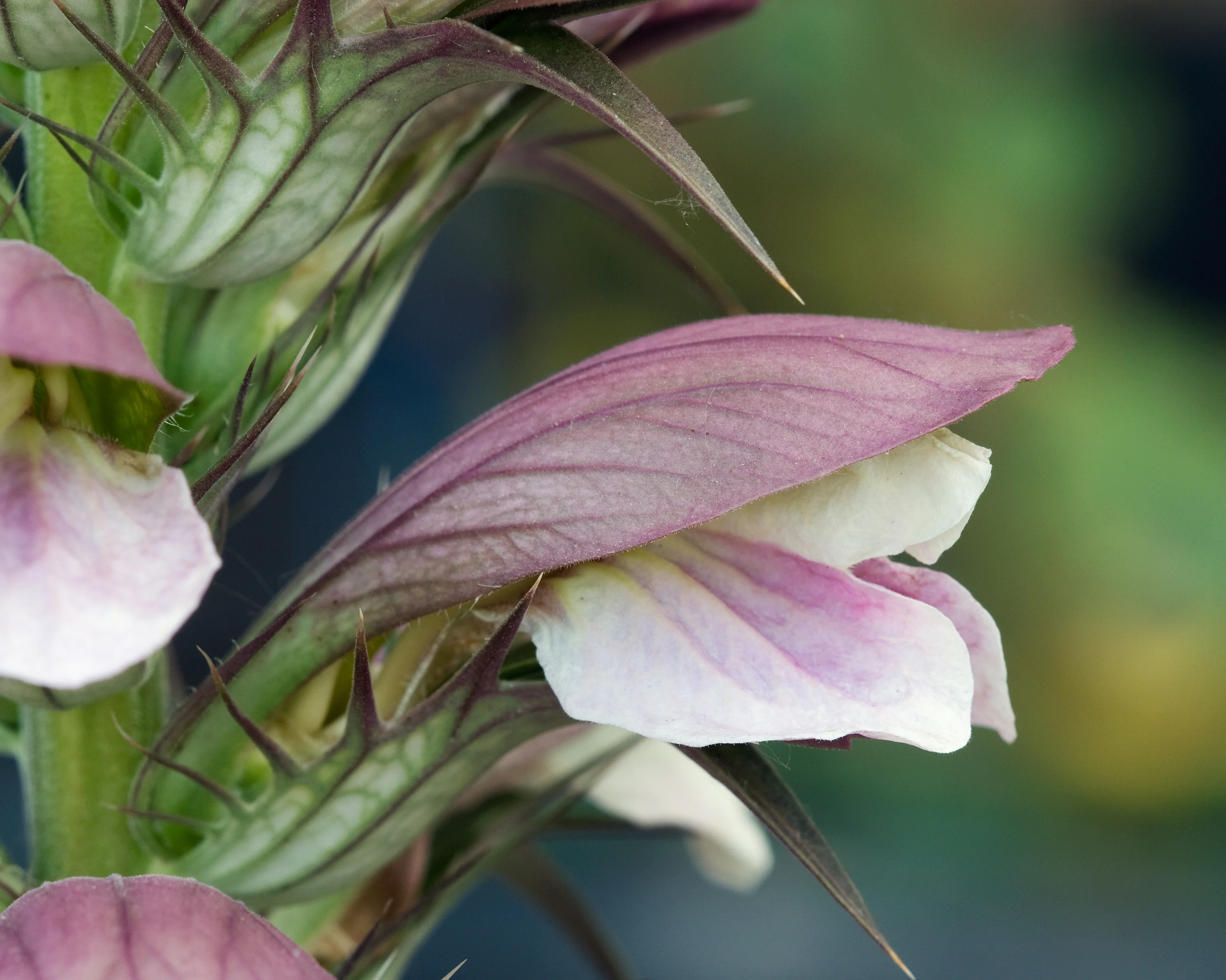 Acanthus 'White Lips' - Image 12