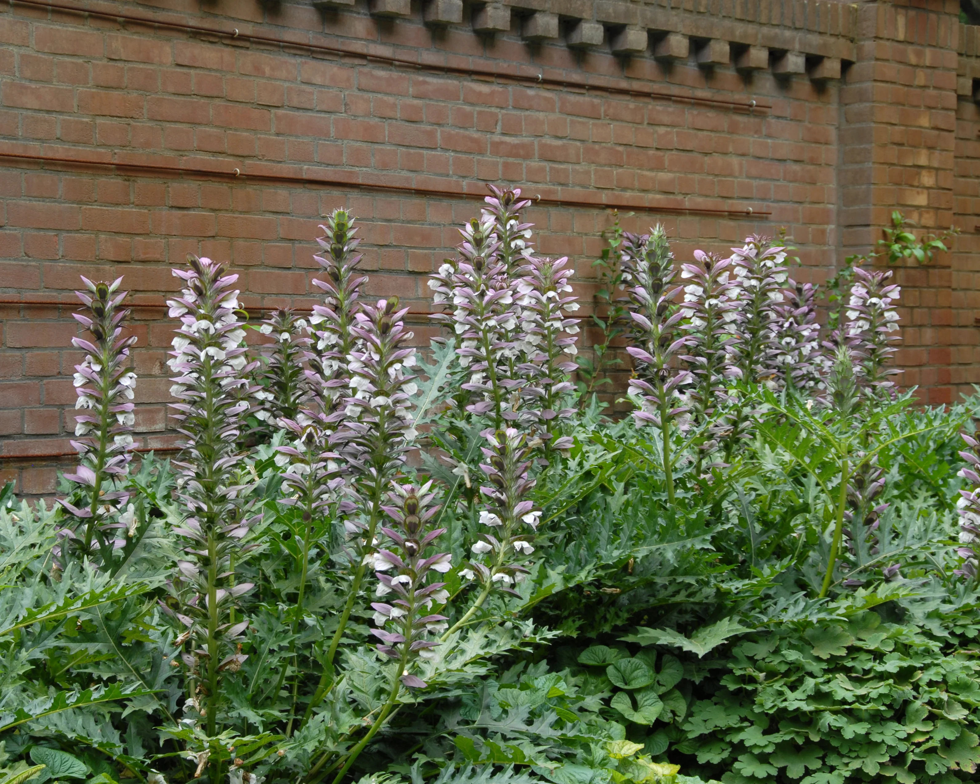 Acanthus 'White Lips' - Image 13