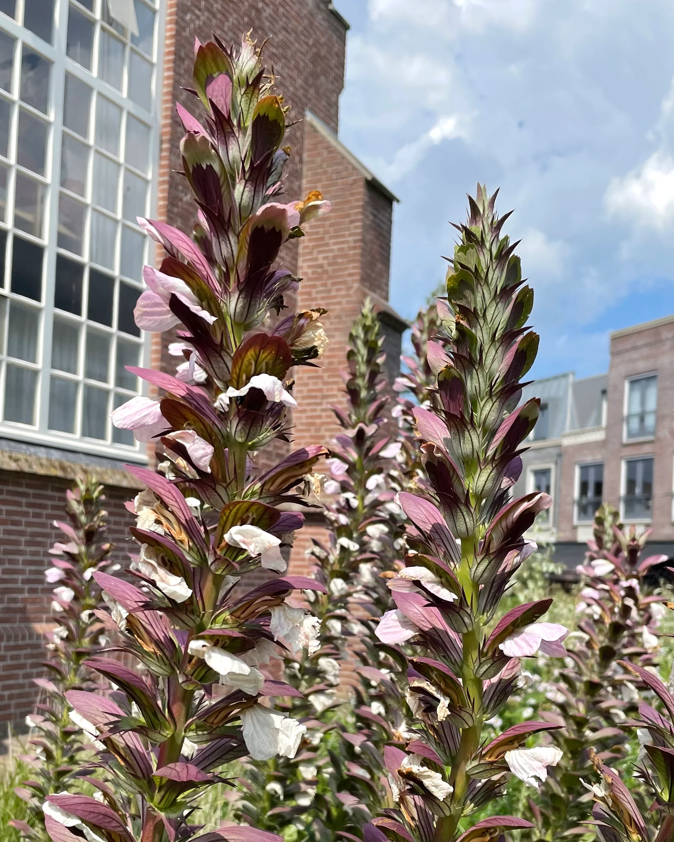 Acanthus 'White Lips' - Image 14