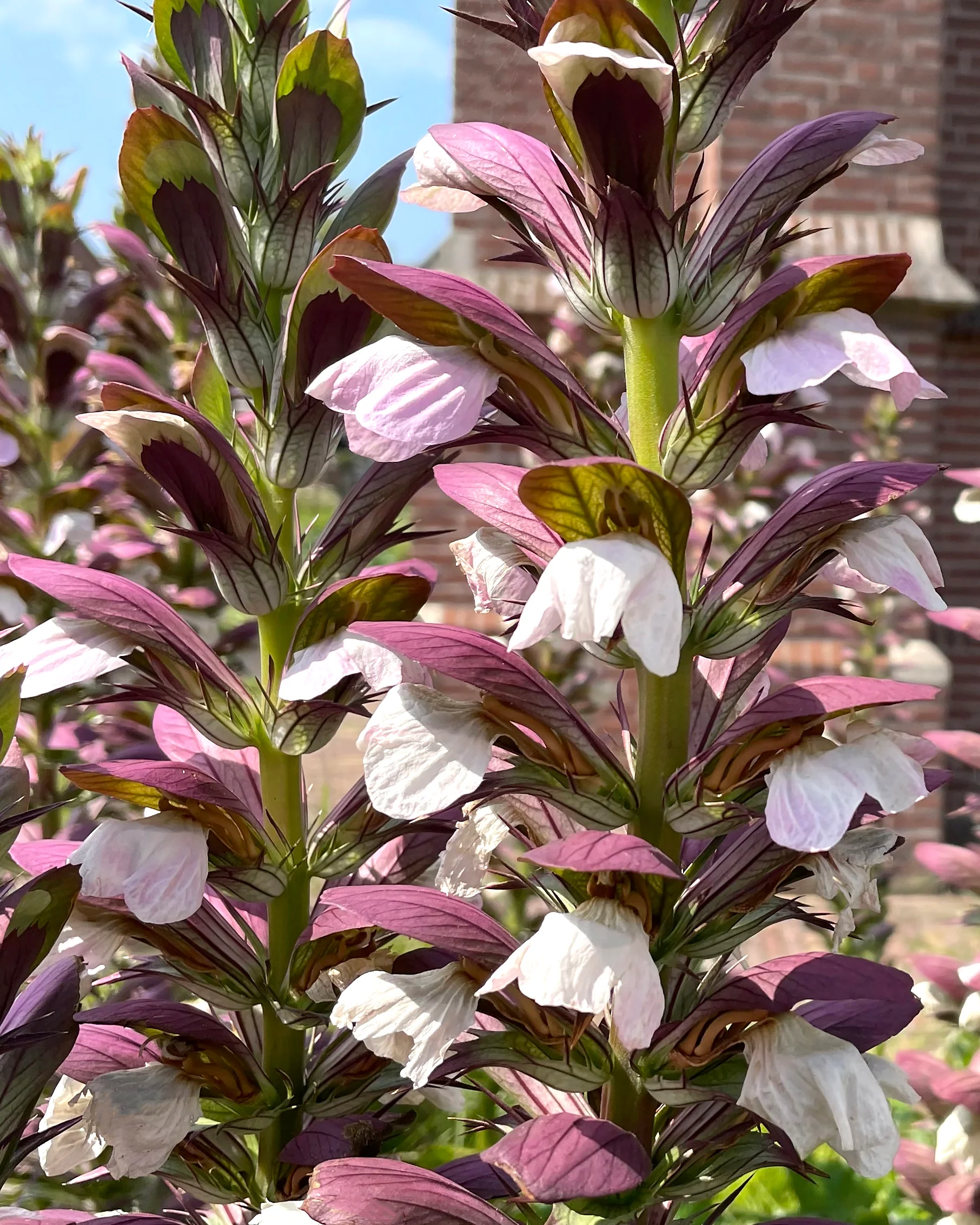 Acanthus 'White Lips' - Image 8