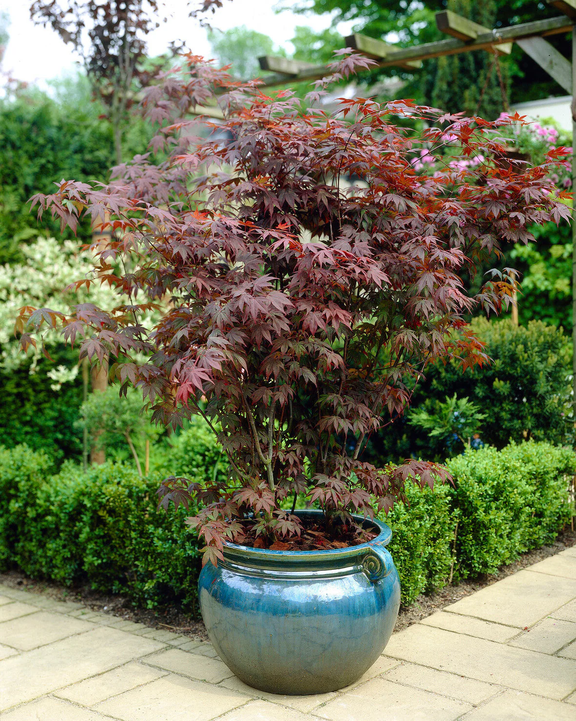 Acer 'Atropurpureum' - Image 3
