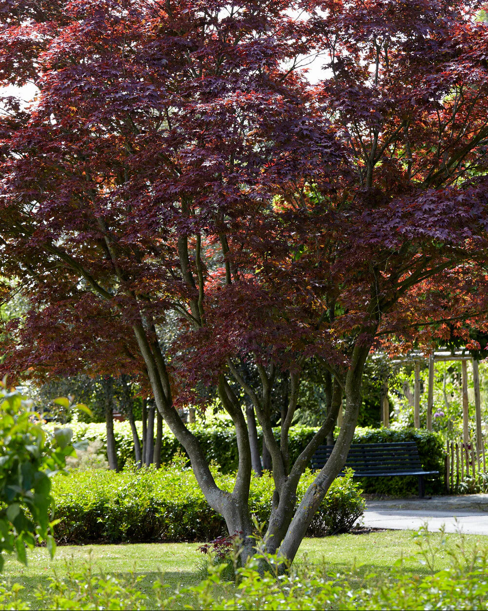 Acer 'Atropurpureum' - Image 9