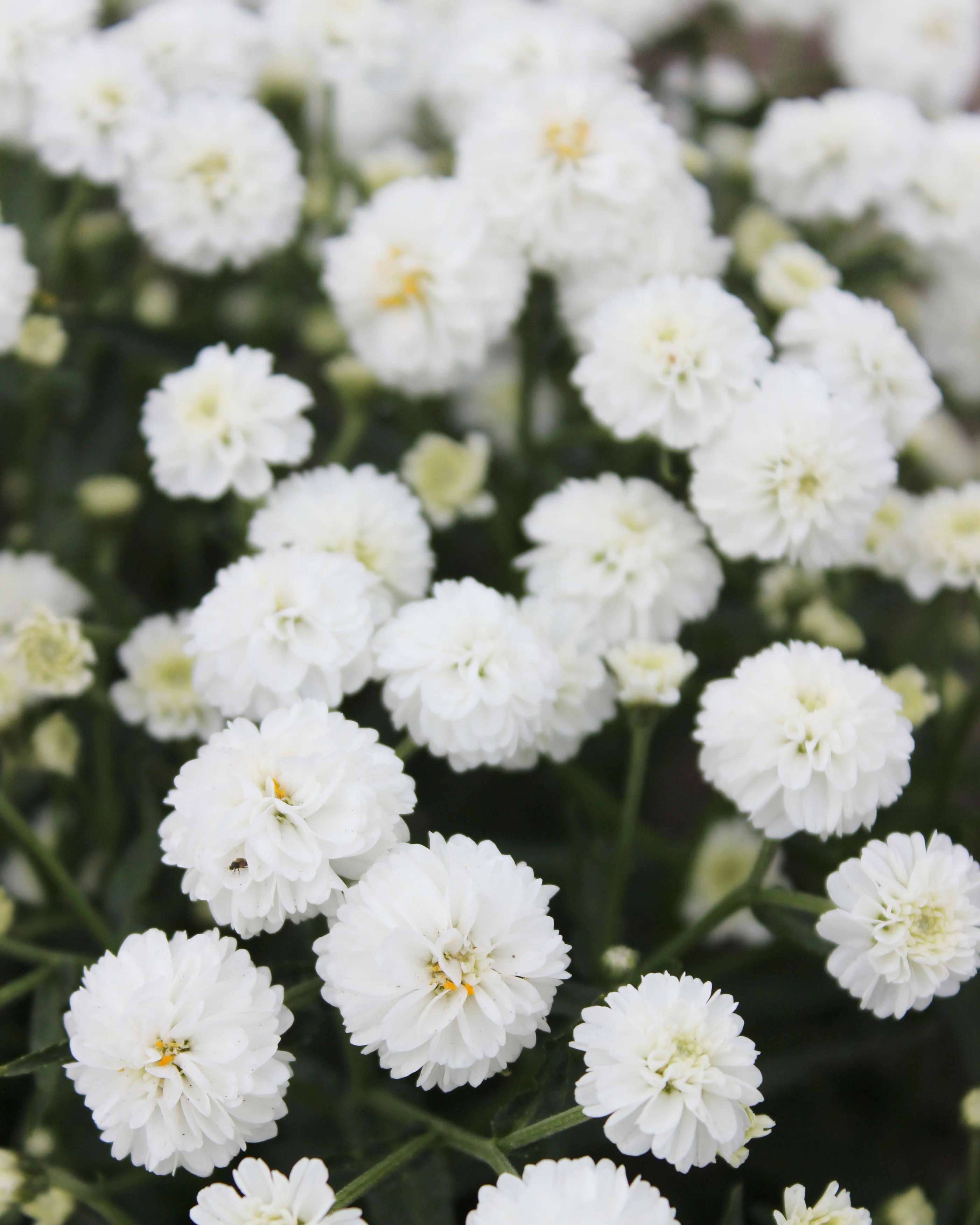 Achillea 'Diadeem' - Image 3
