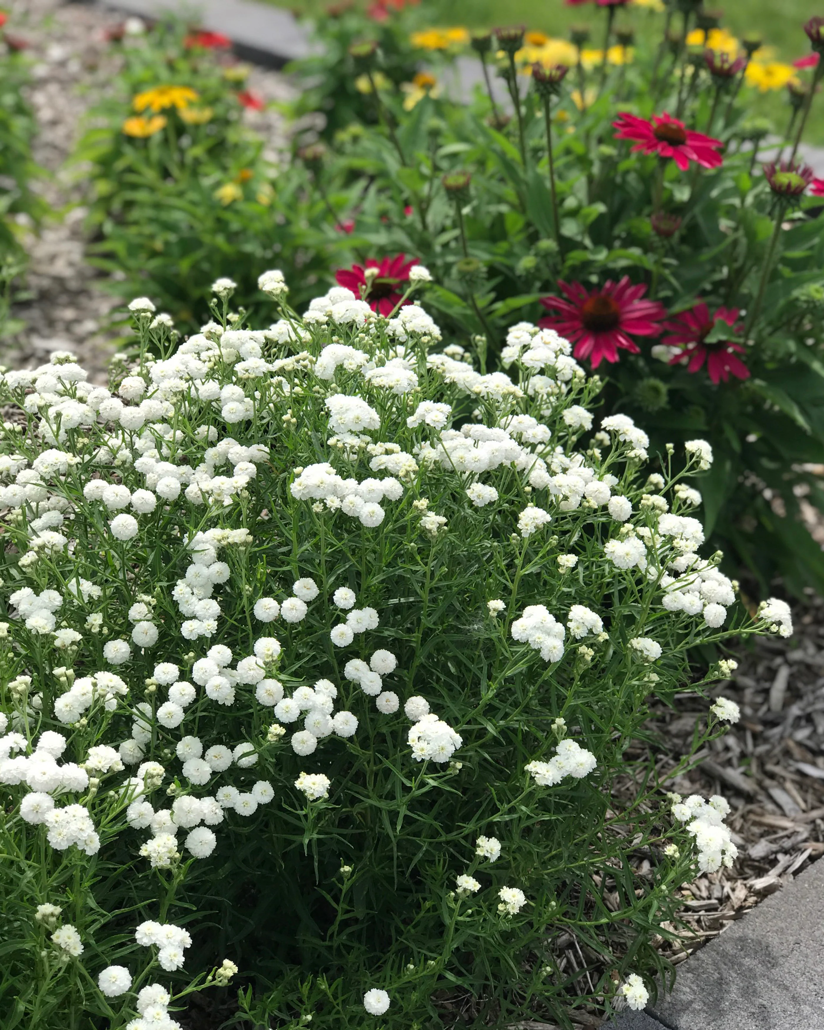 Achillea 'Diadeem' - Image 6