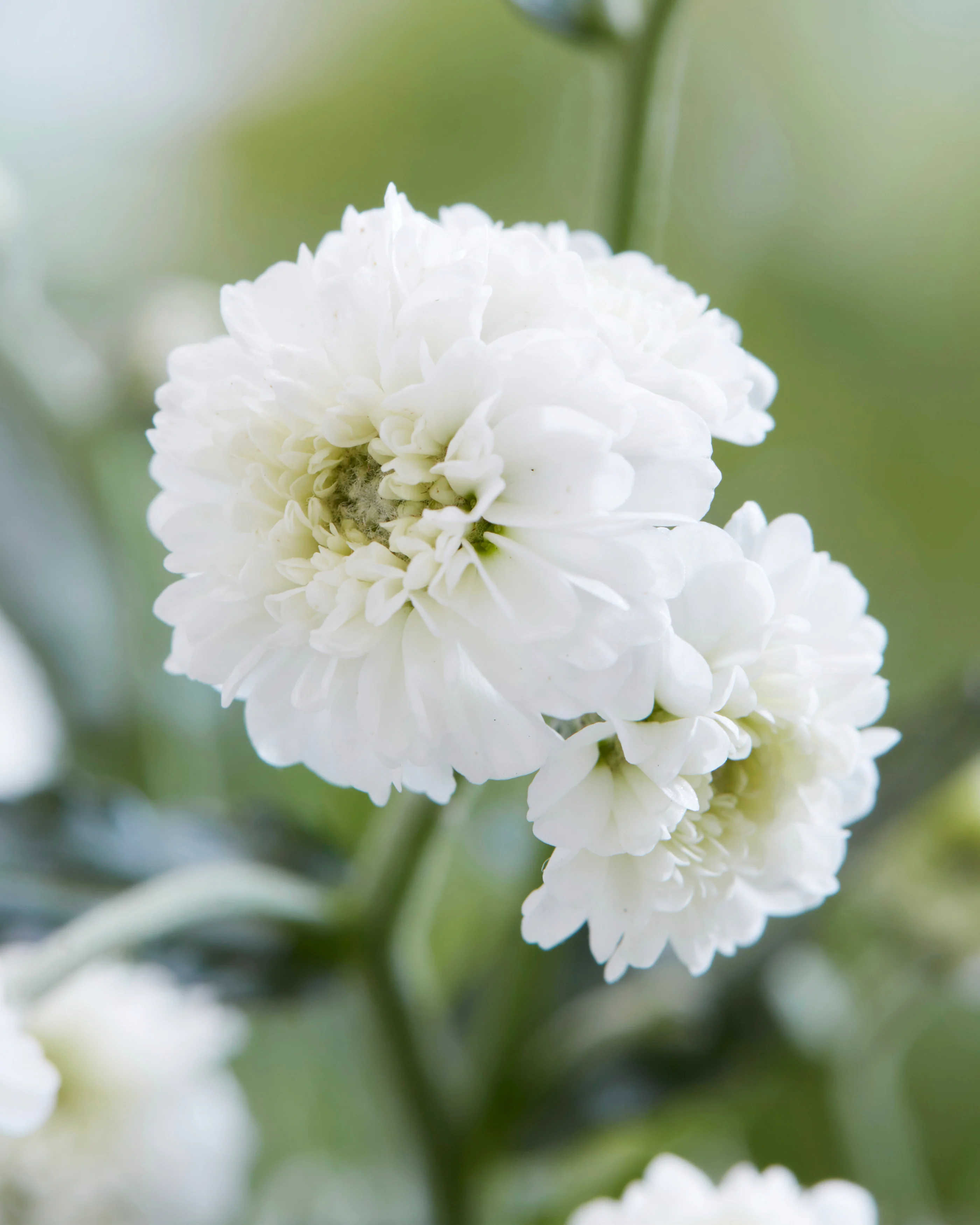 Achillea 'Diadeem' - Image 7