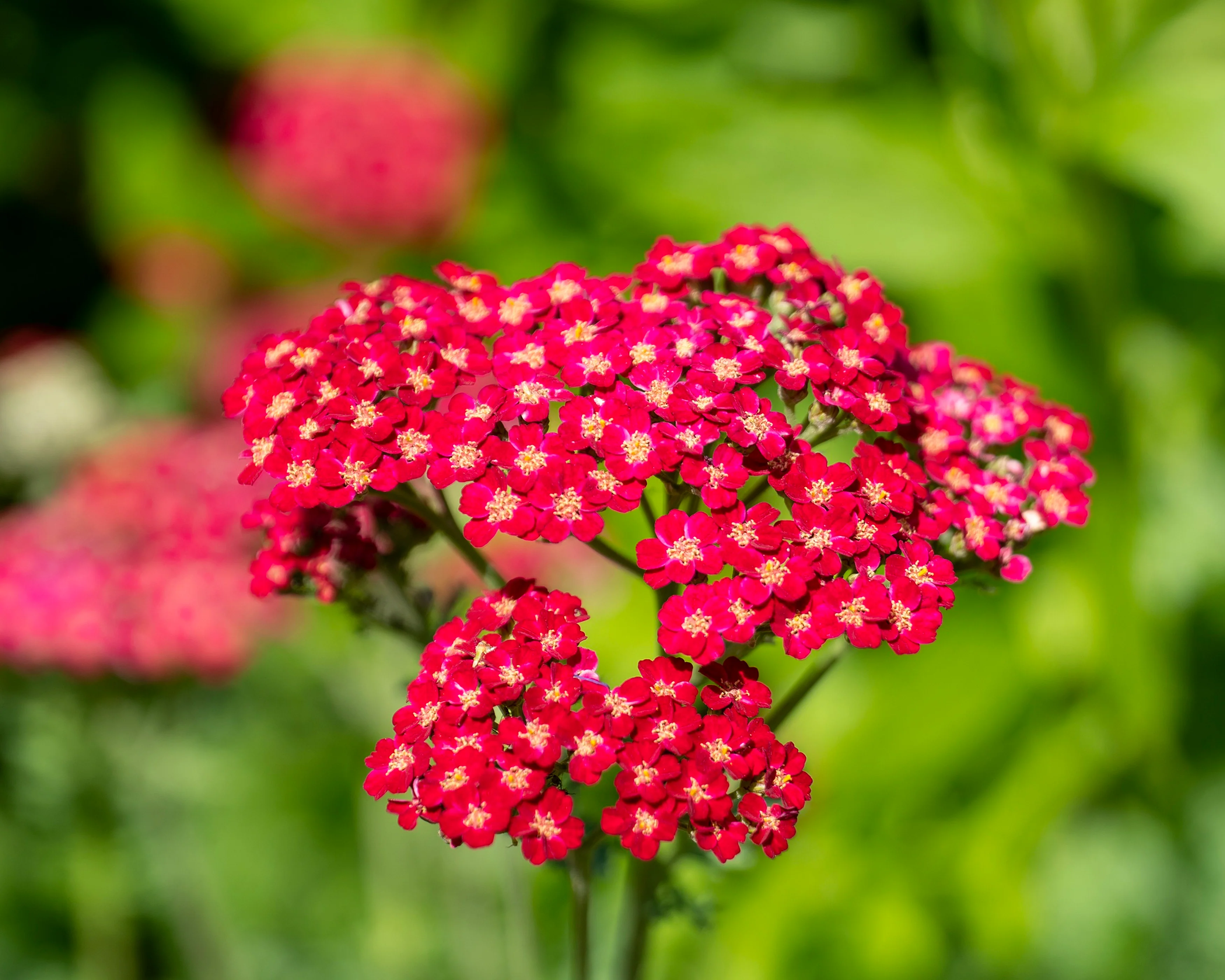 Achillea 'Short Red' - Image 3