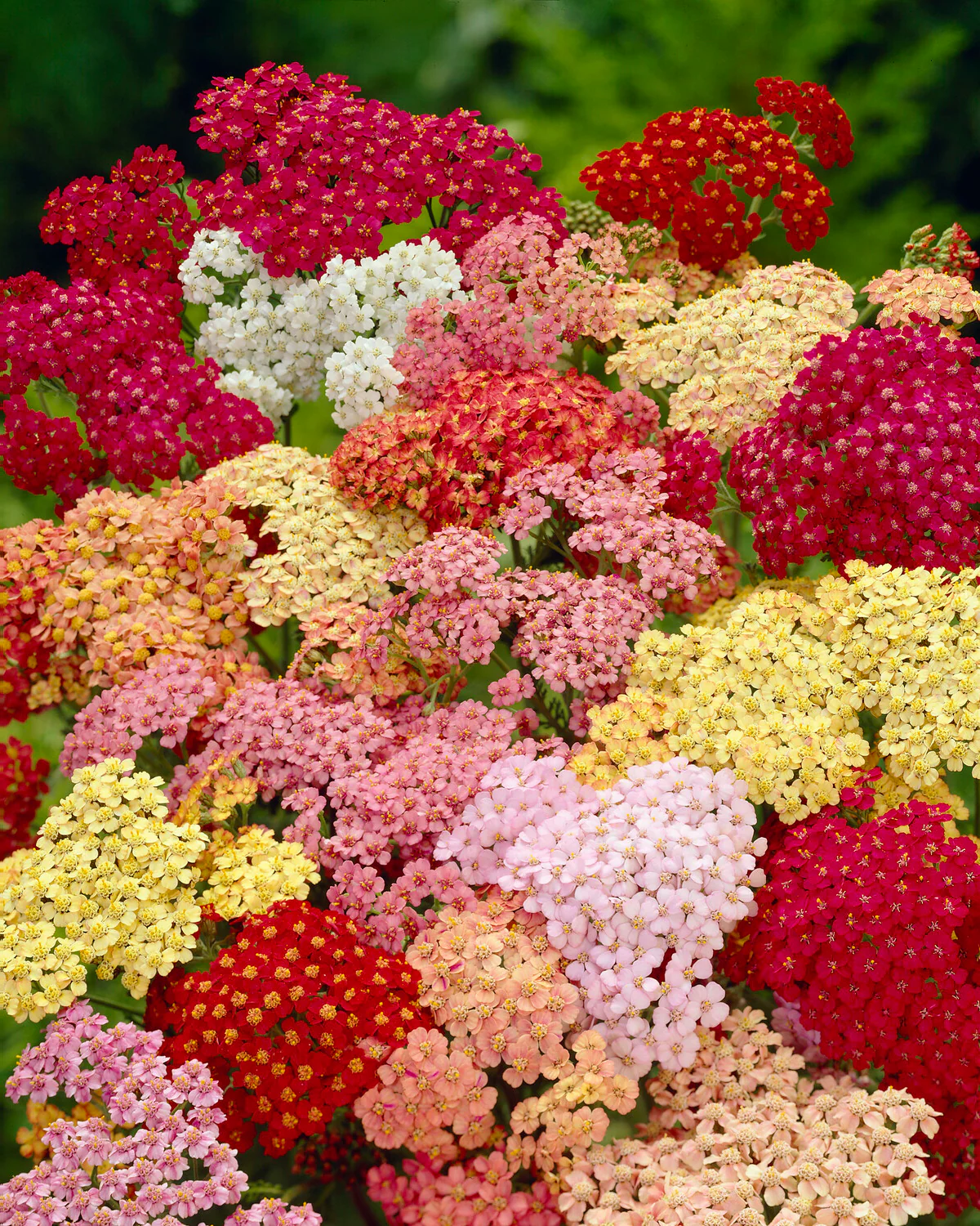Achillea 'Summer Pastels' - Image 7