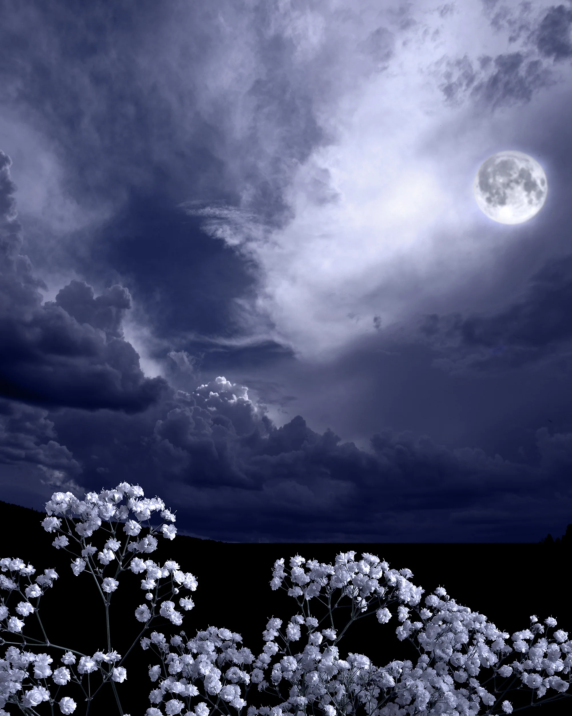 Achillea 'The Pearl' - Image 3