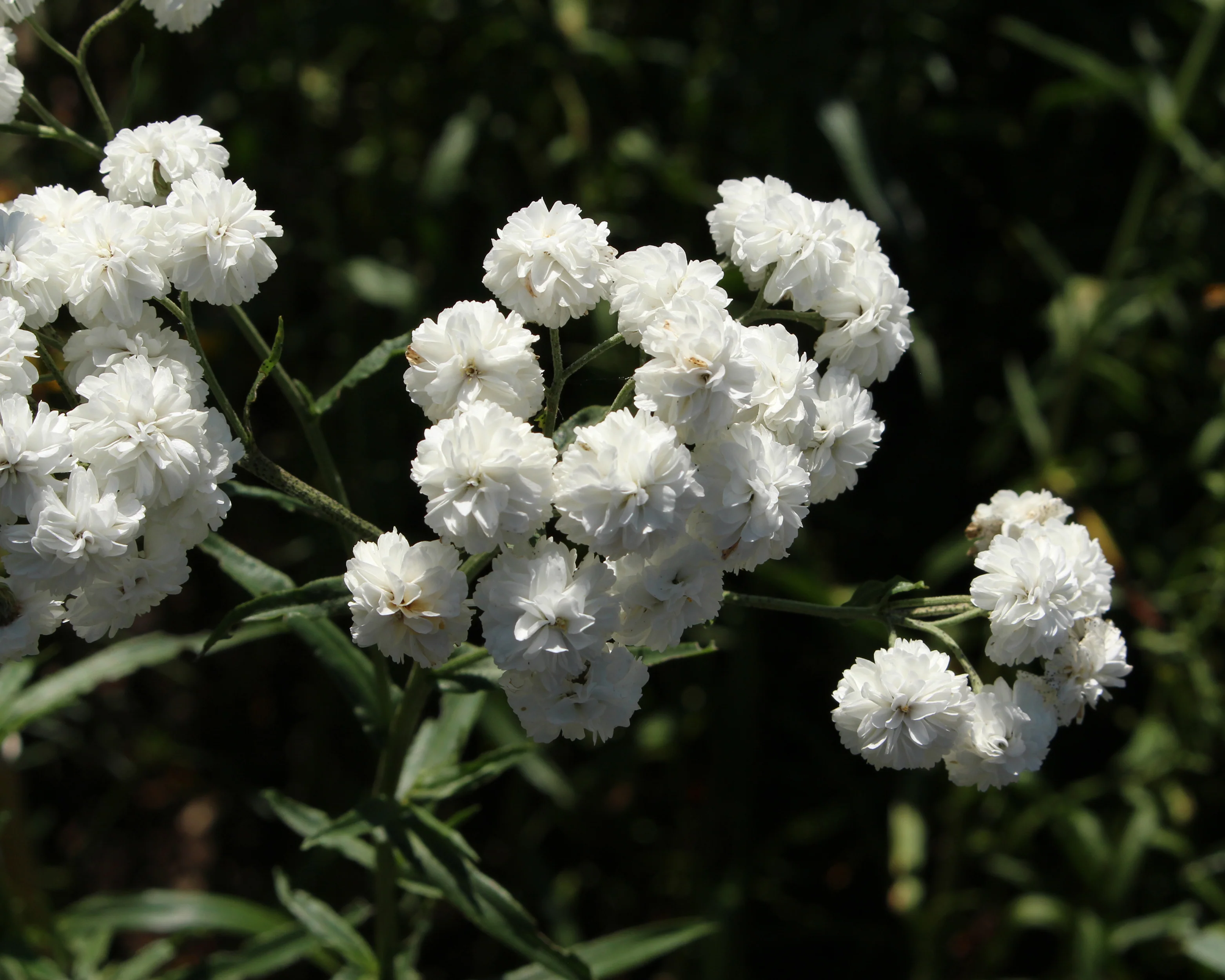 Achillea 'The Pearl' - Image 4