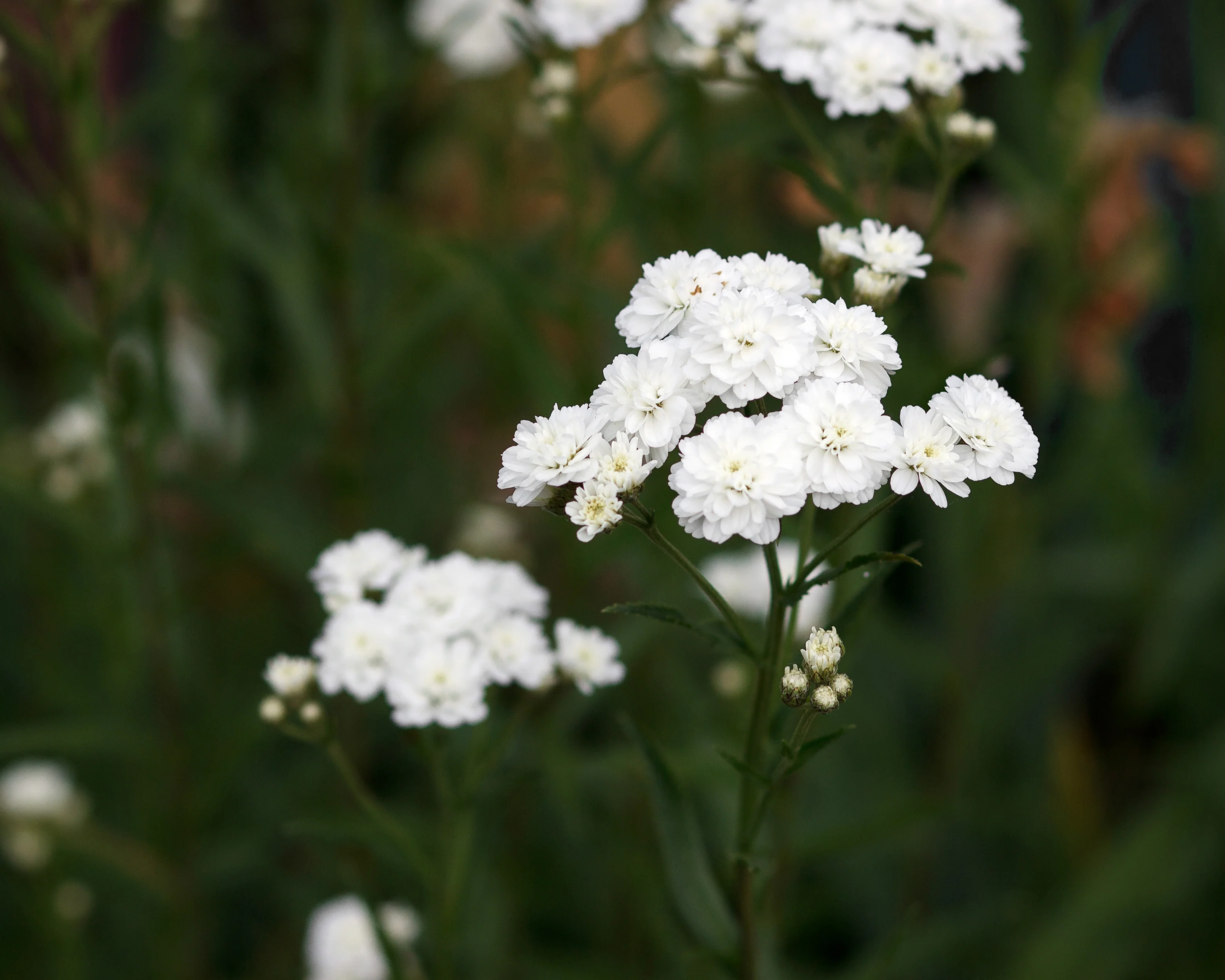 Achillea 'The Pearl' - Image 5