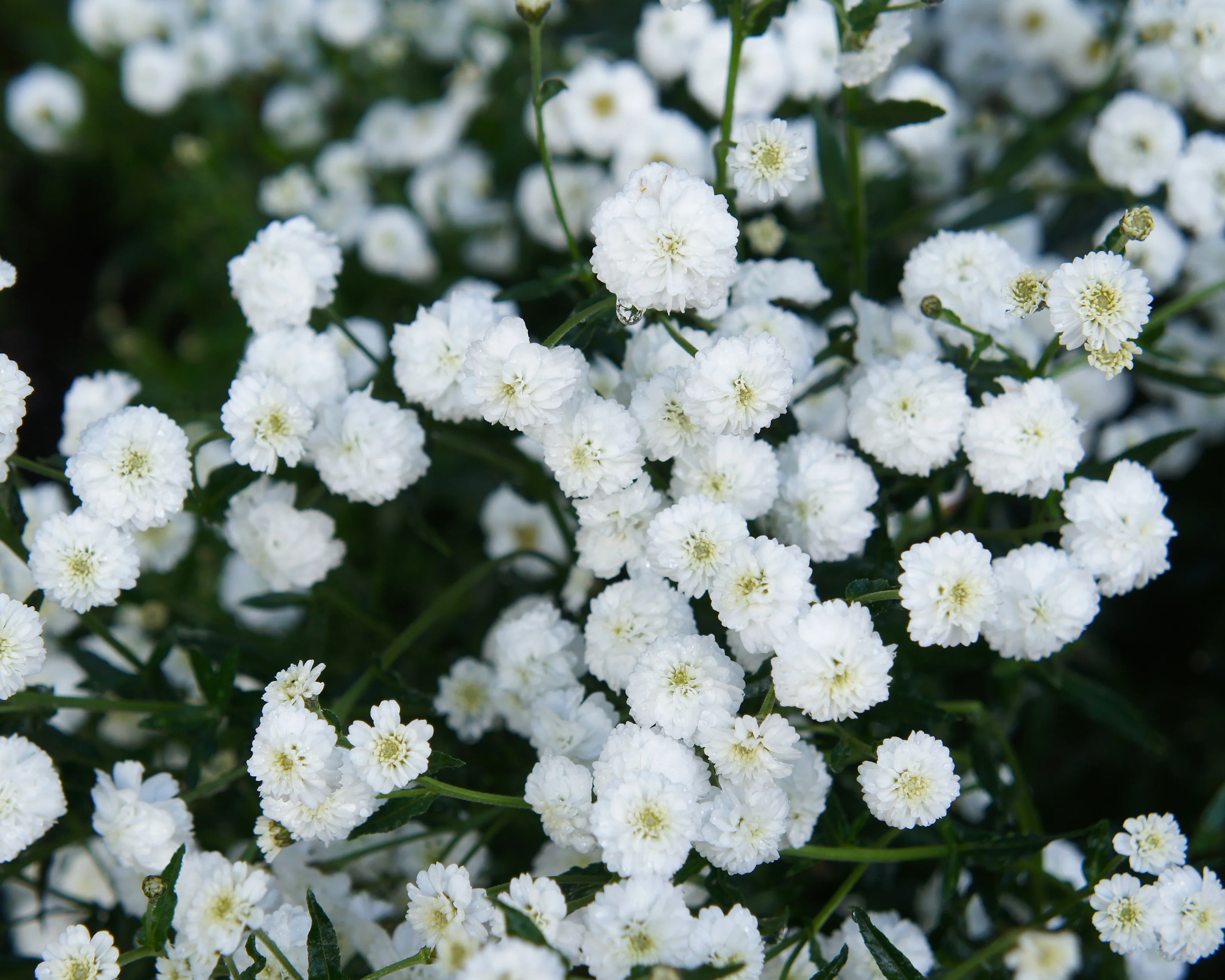 Achillea 'The Pearl' - Image 6