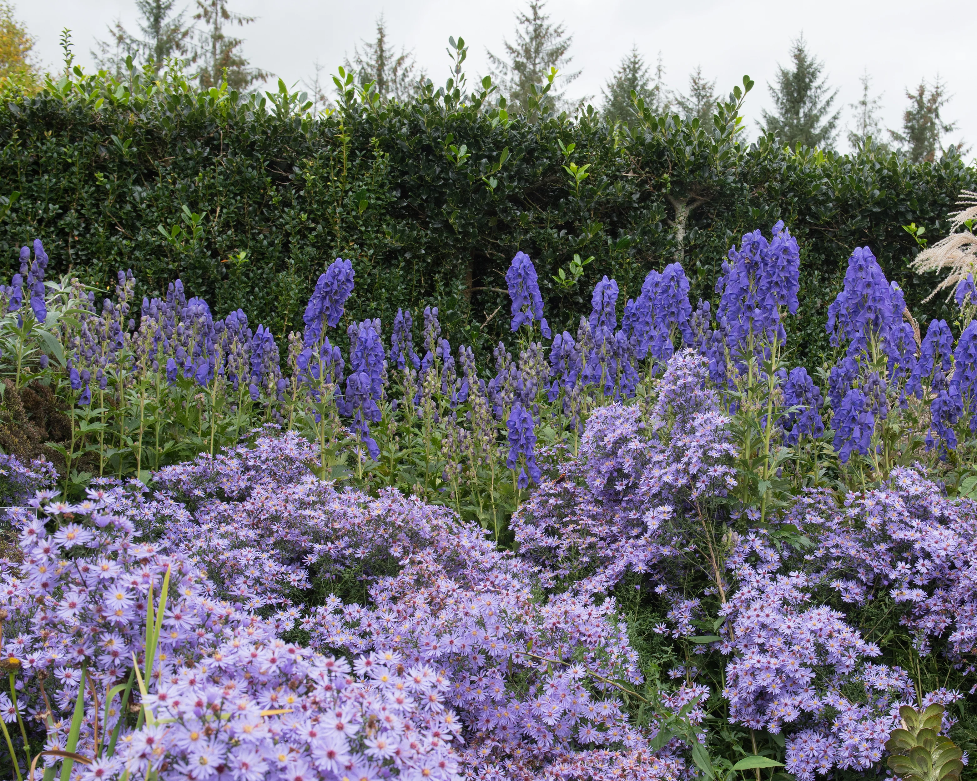 Aconitum 'Arendsii' - Image 7