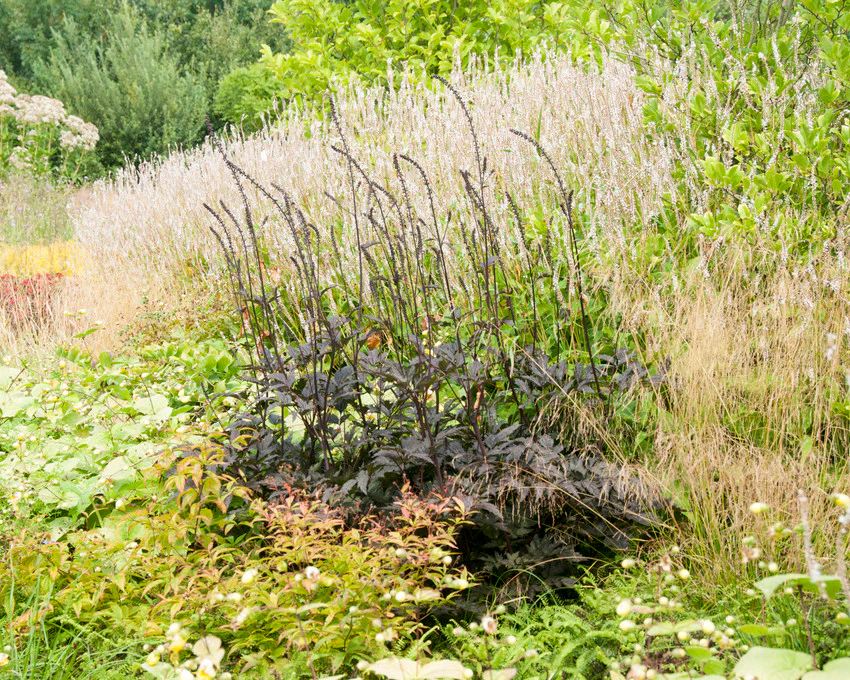 Actaea 'Brunette' - Image 5