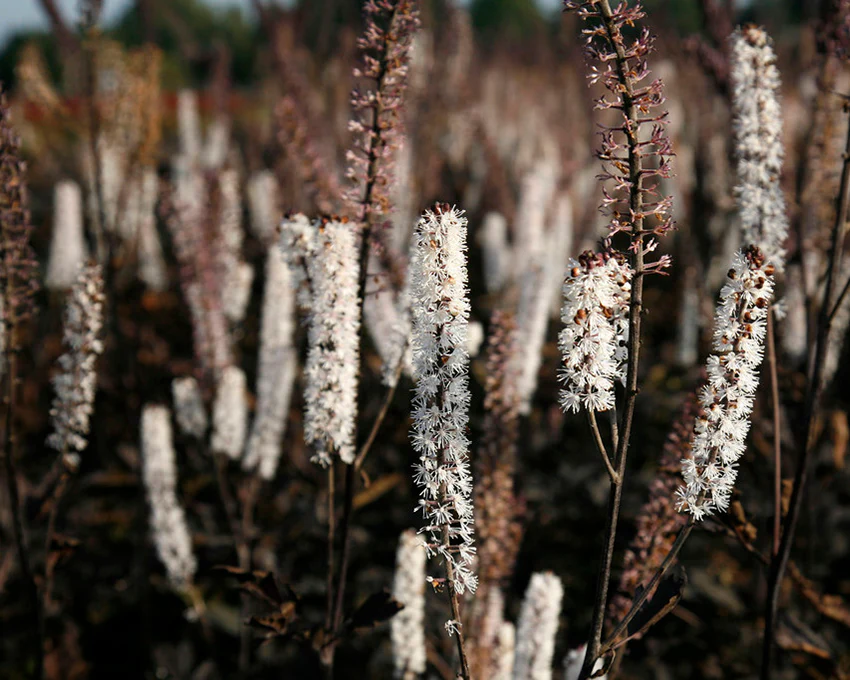 Actaea 'Brunette' - Image 7