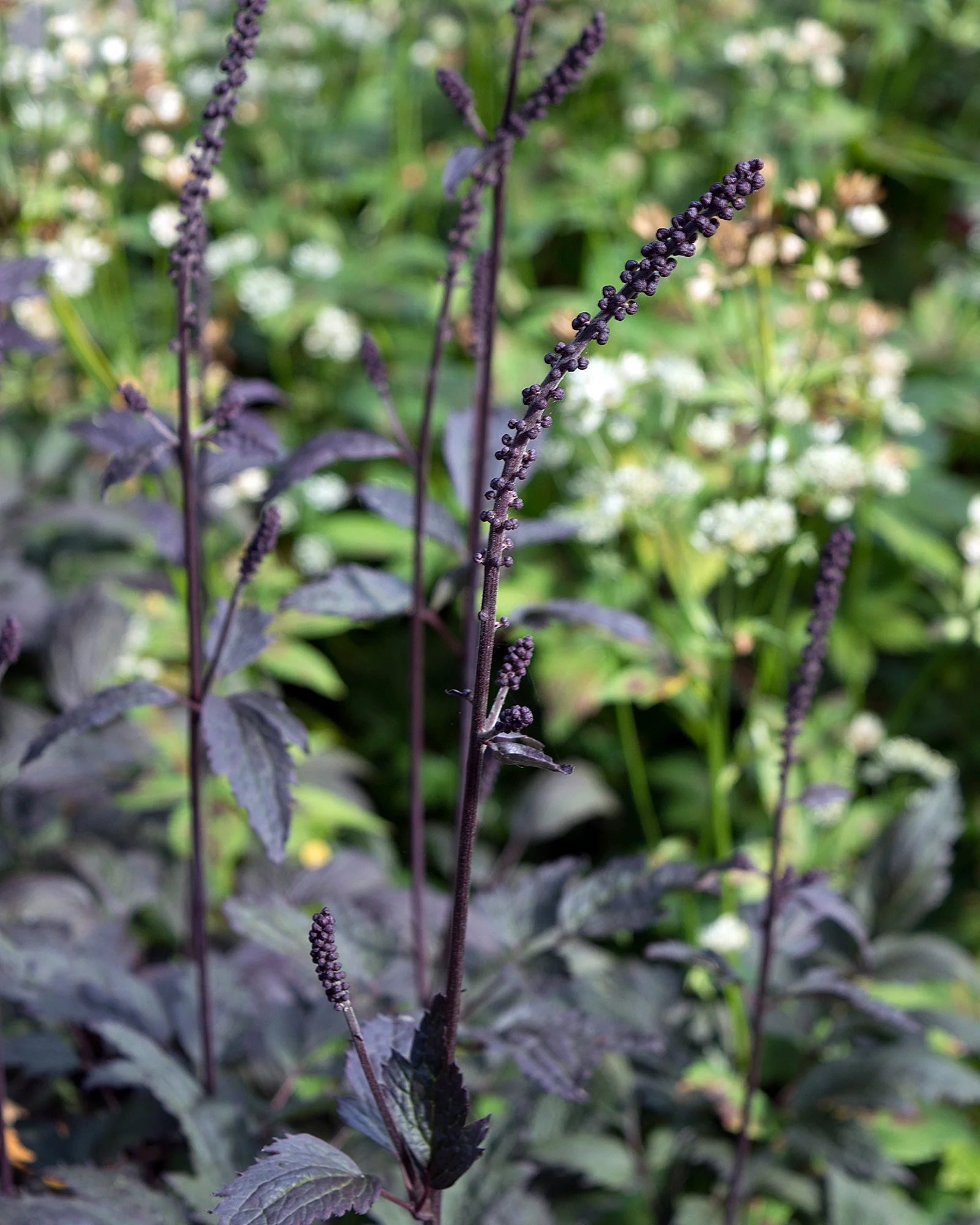 Actaea 'Brunette' - Image 8