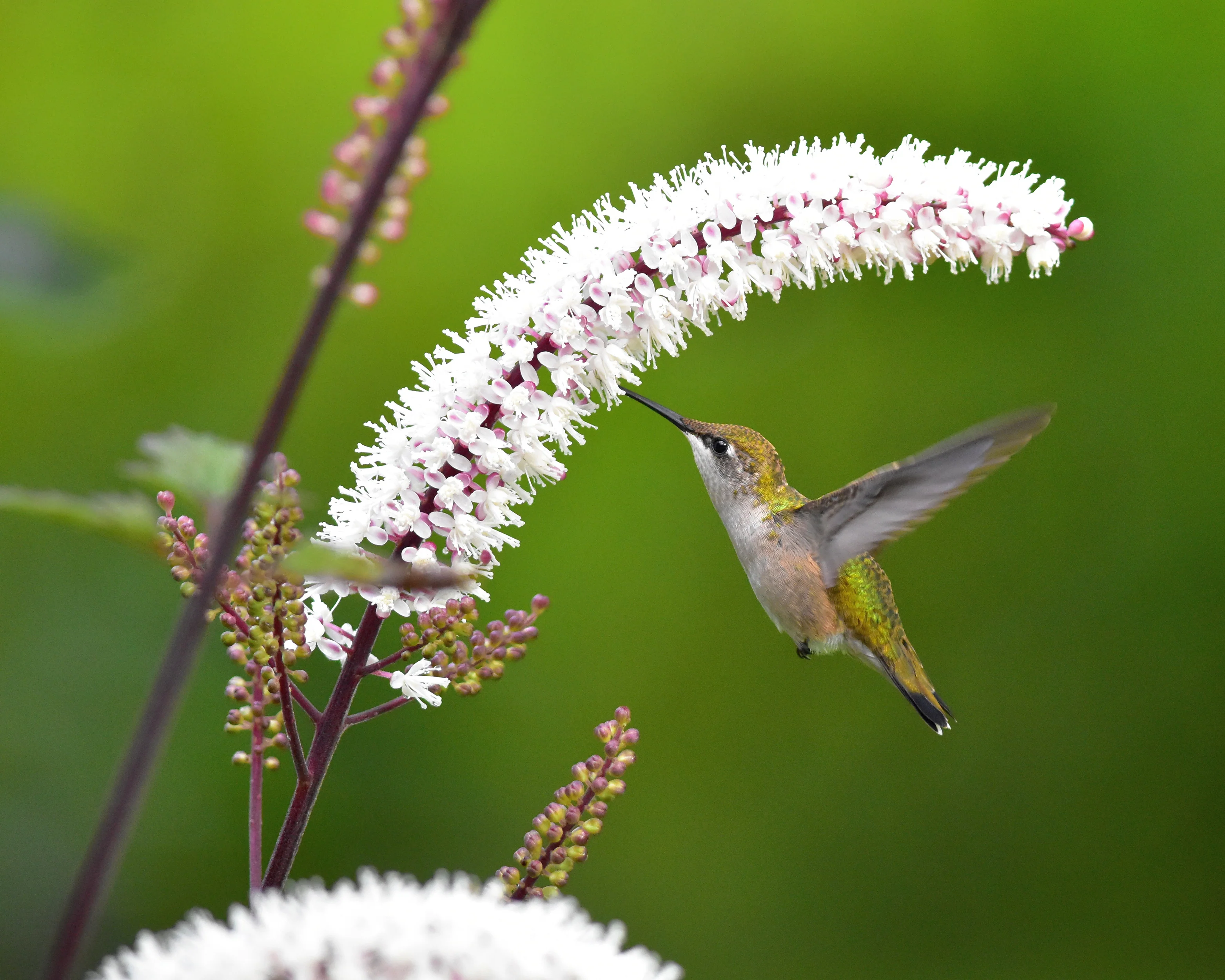 Actaea 'Brunette' - Image 9
