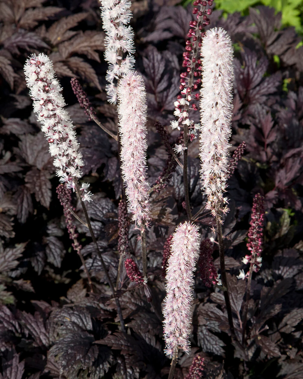 Actaea 'Chocoholic' - Image 4