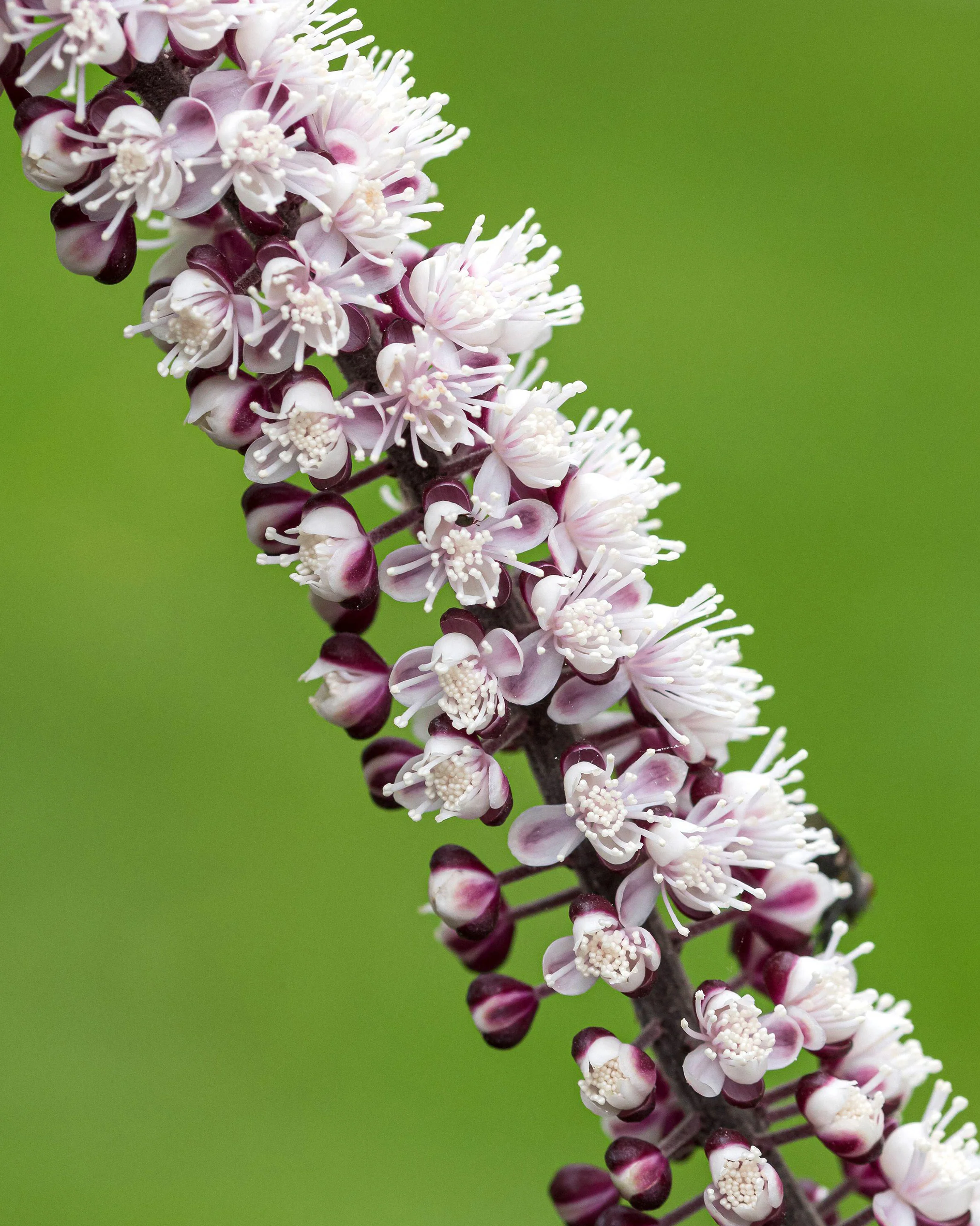 Actaea 'Chocoholic' - Image 6