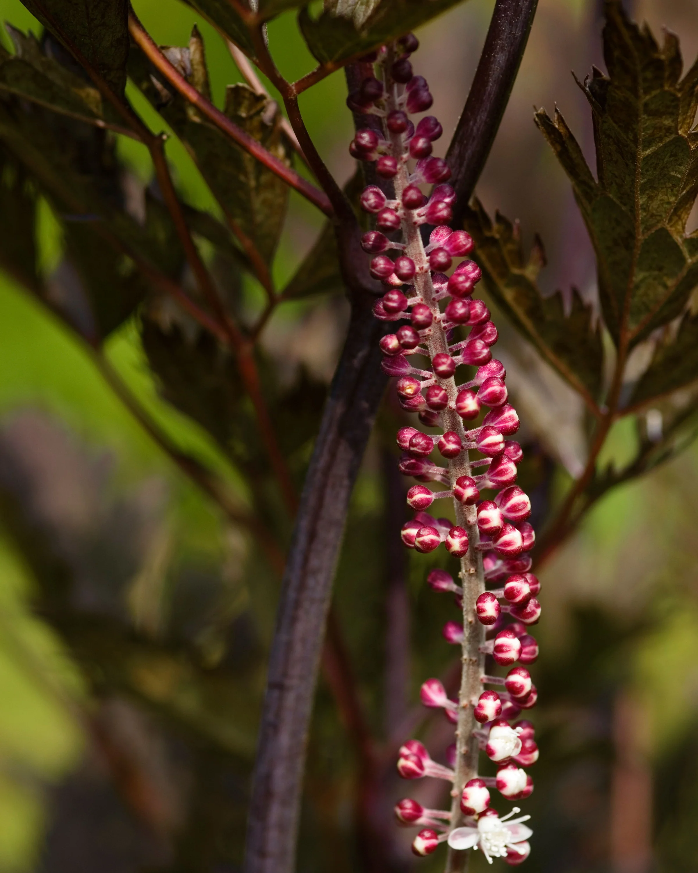 Actaea 'Pink Spike' - Image 4