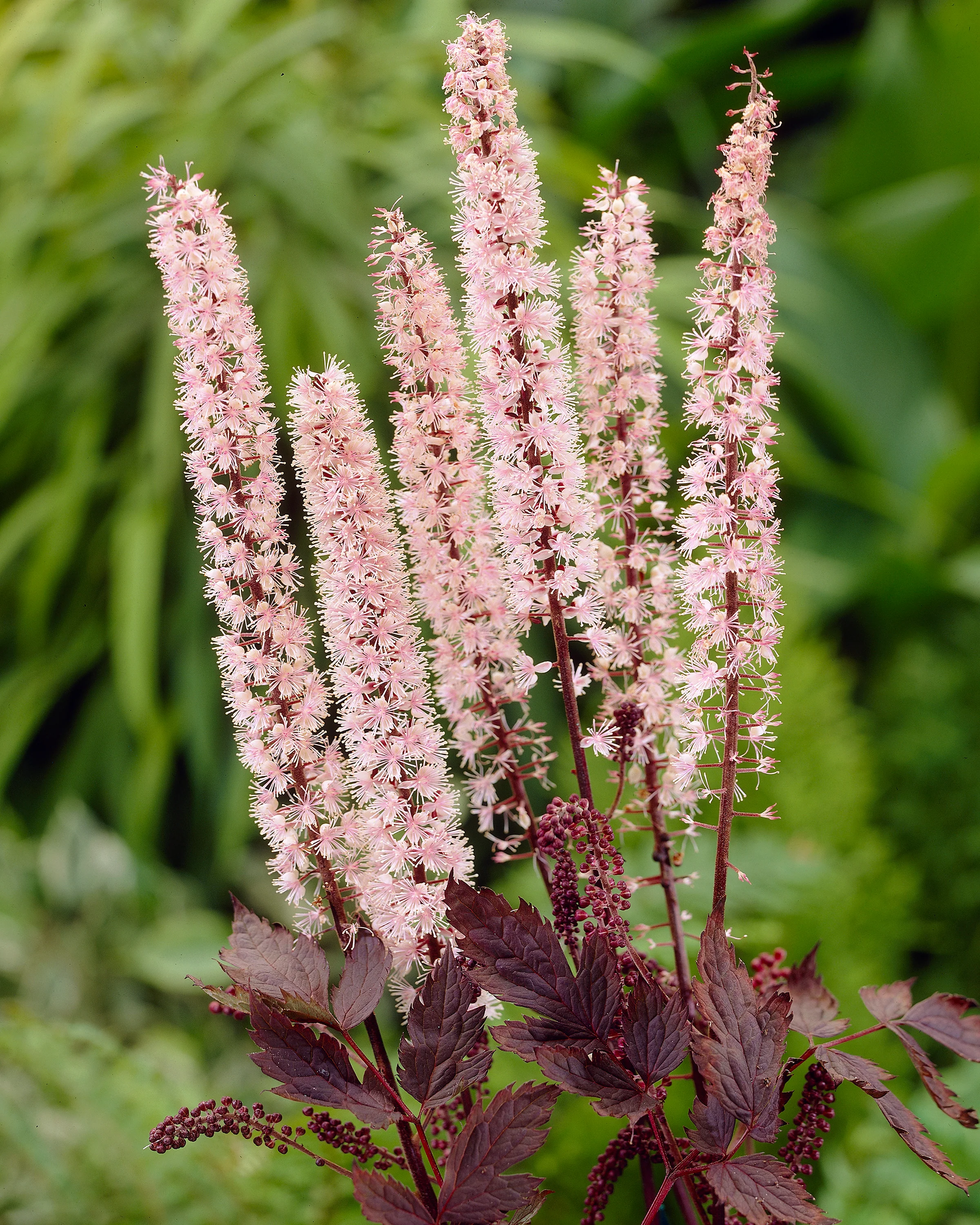 Actaea 'Pink Spike' - Image 6