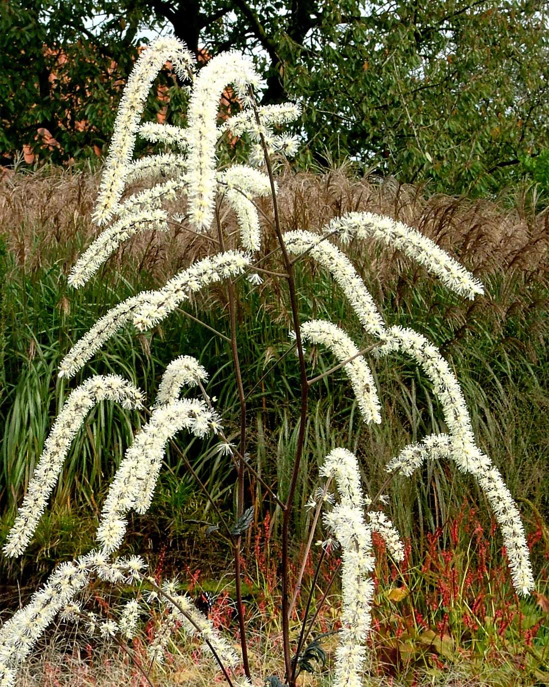 Actaea 'Queen of Sheba' - Image 5