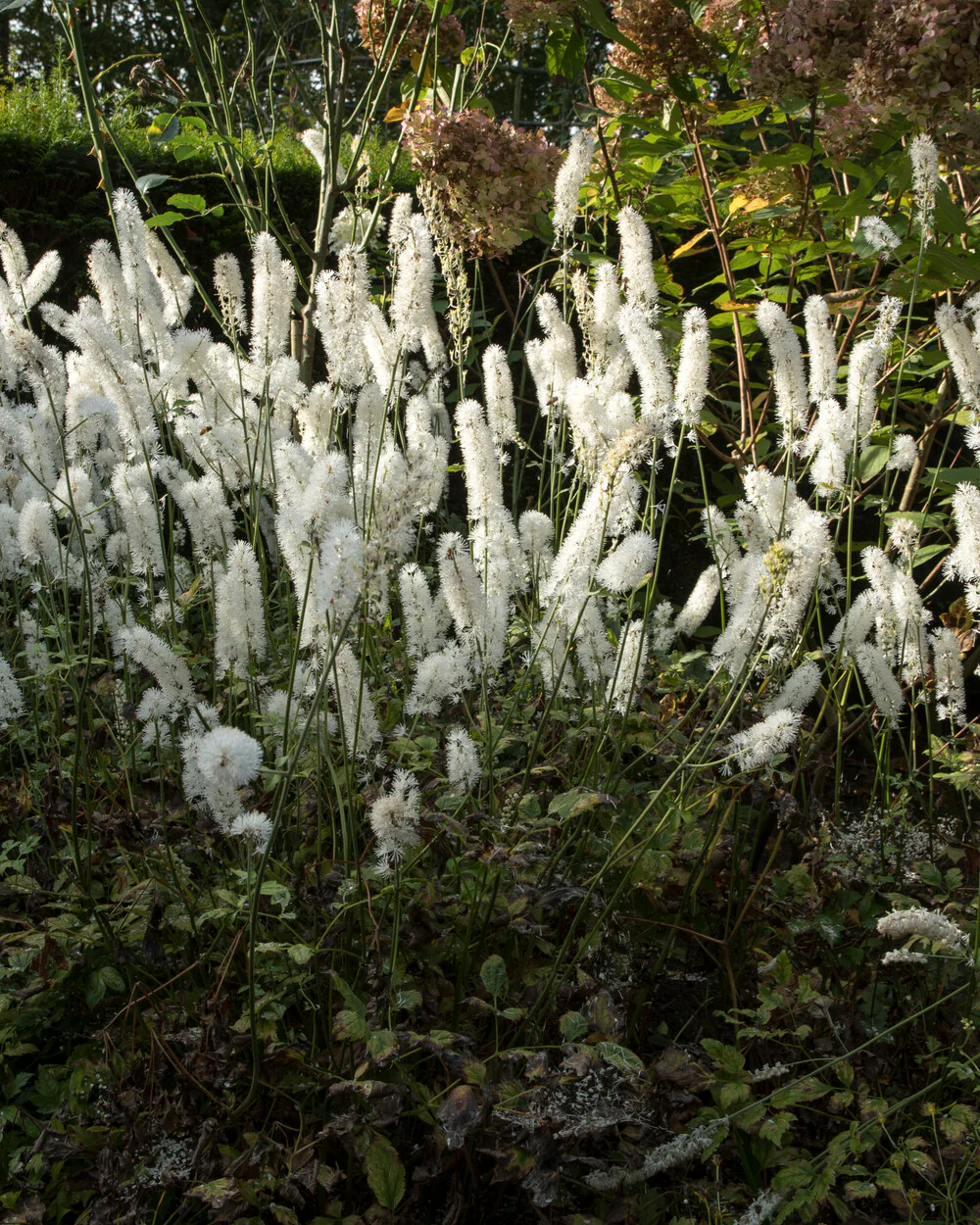 Actaea 'White Pearl' - Image 5