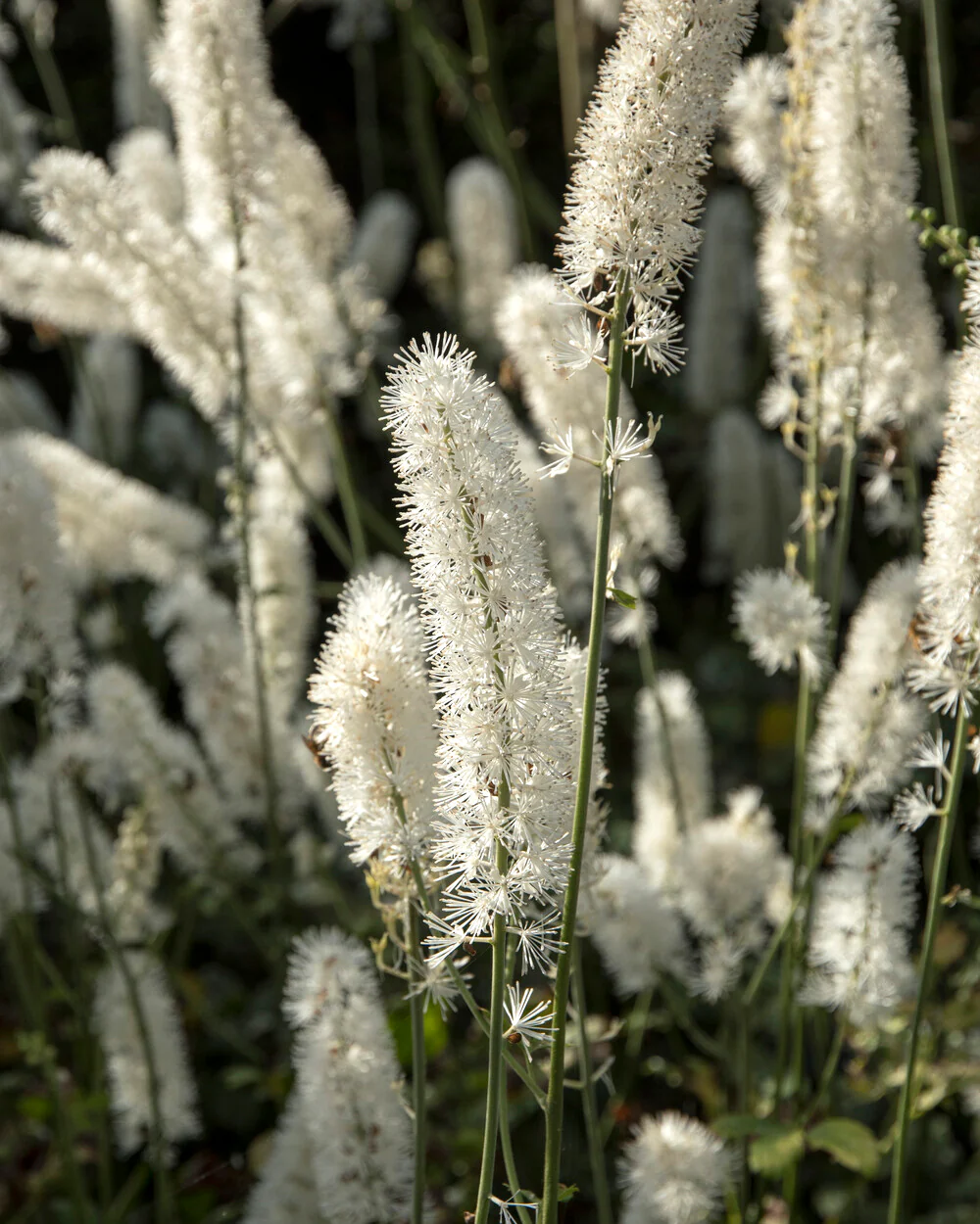 Actaea 'White Pearl' - Image 6