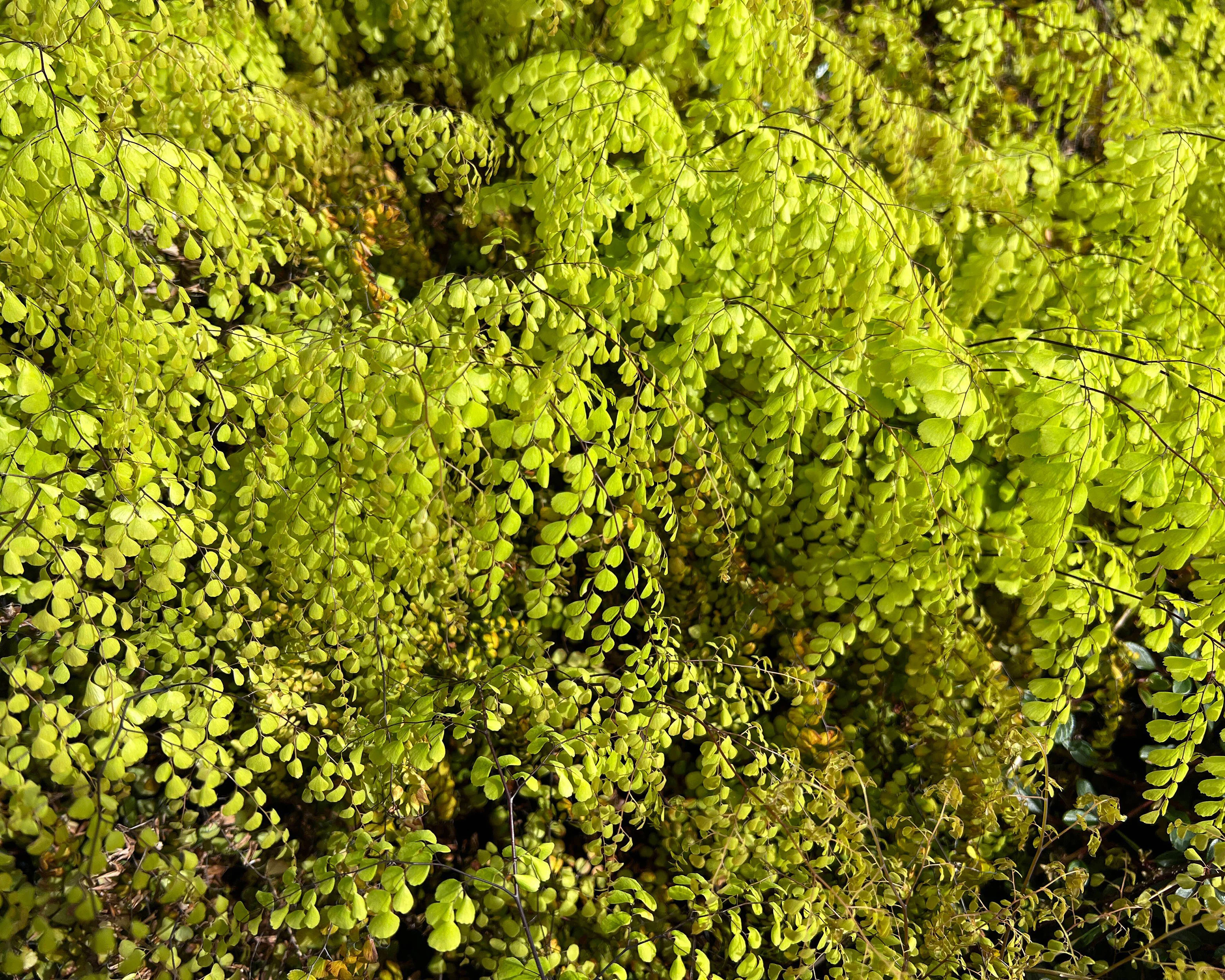 Adiantum venustum - Image 10