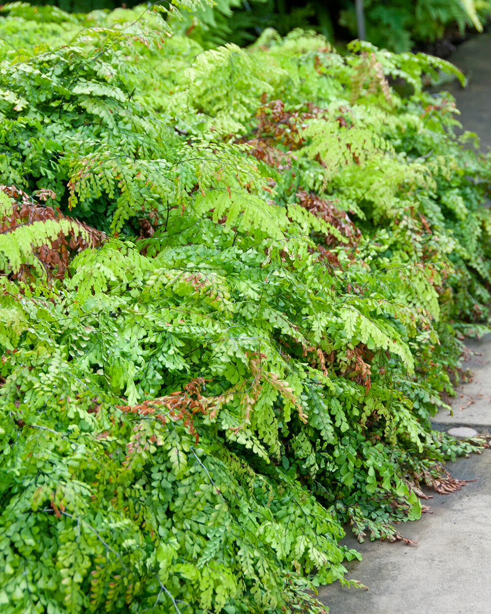Adiantum venustum - Image 3