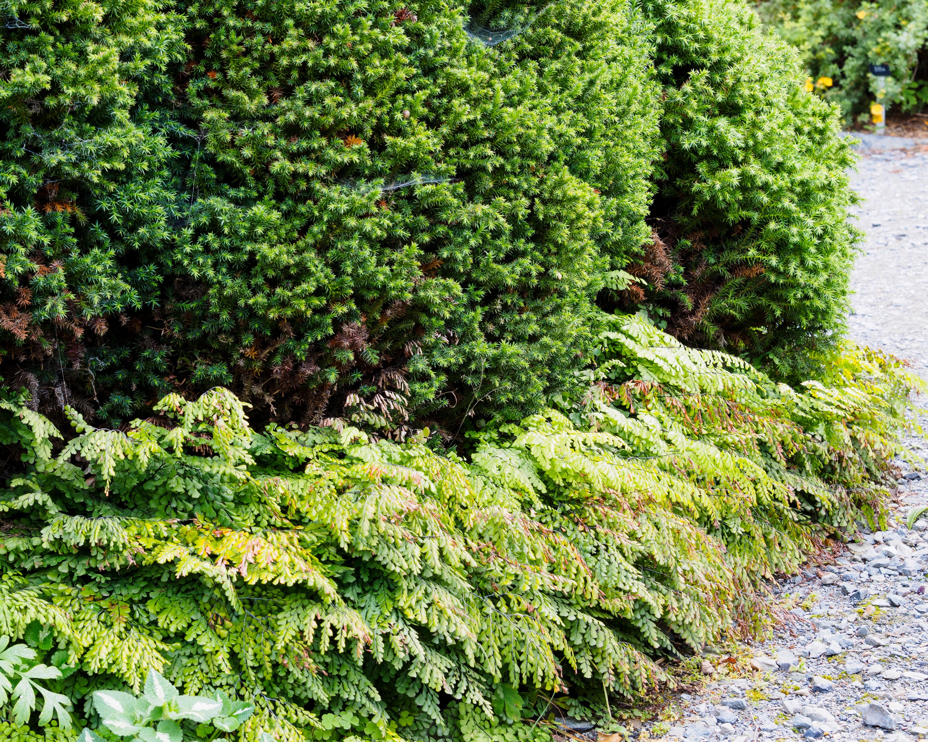 Adiantum venustum - Image 4