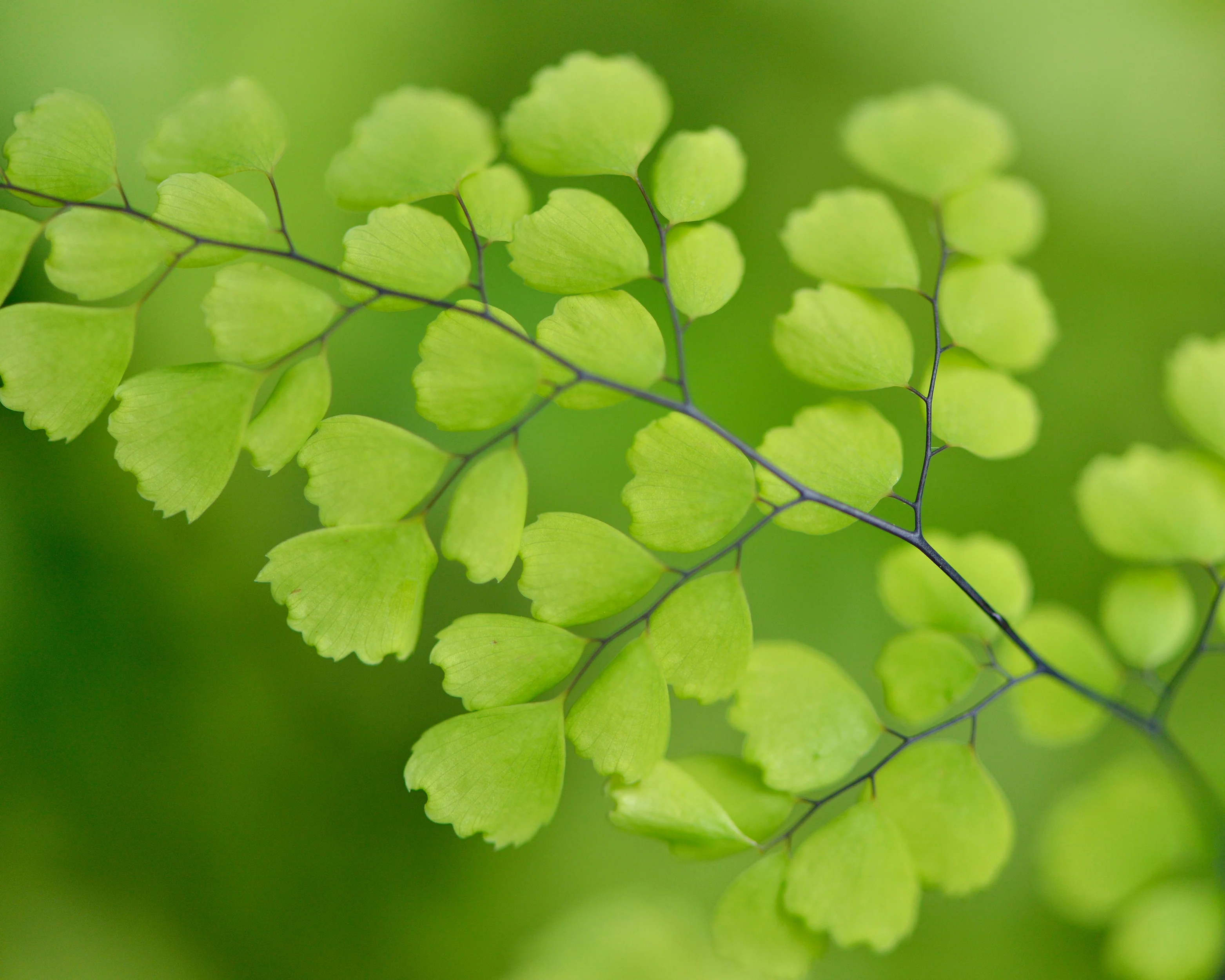 Adiantum venustum - Image 5