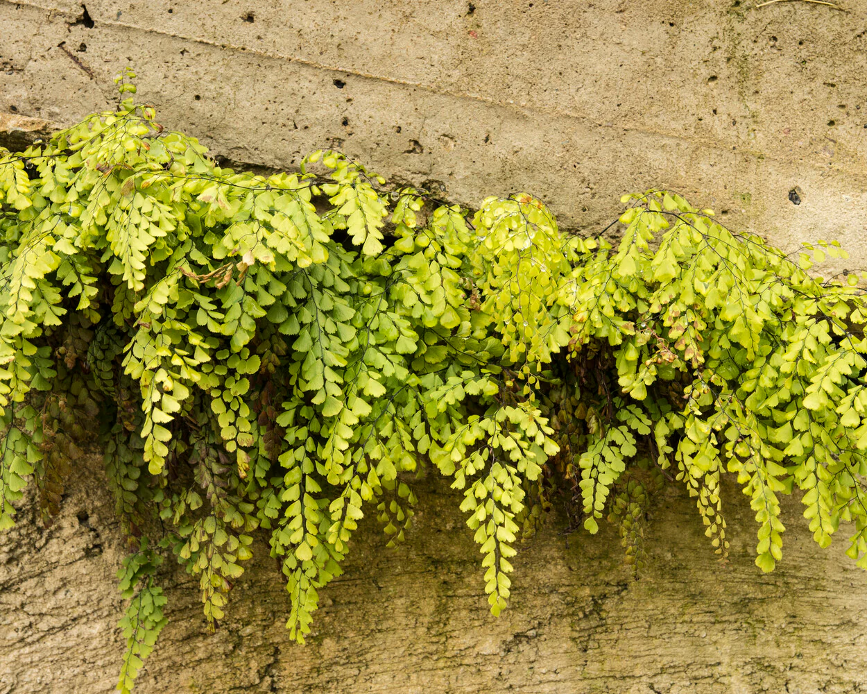 Adiantum venustum - Image 6