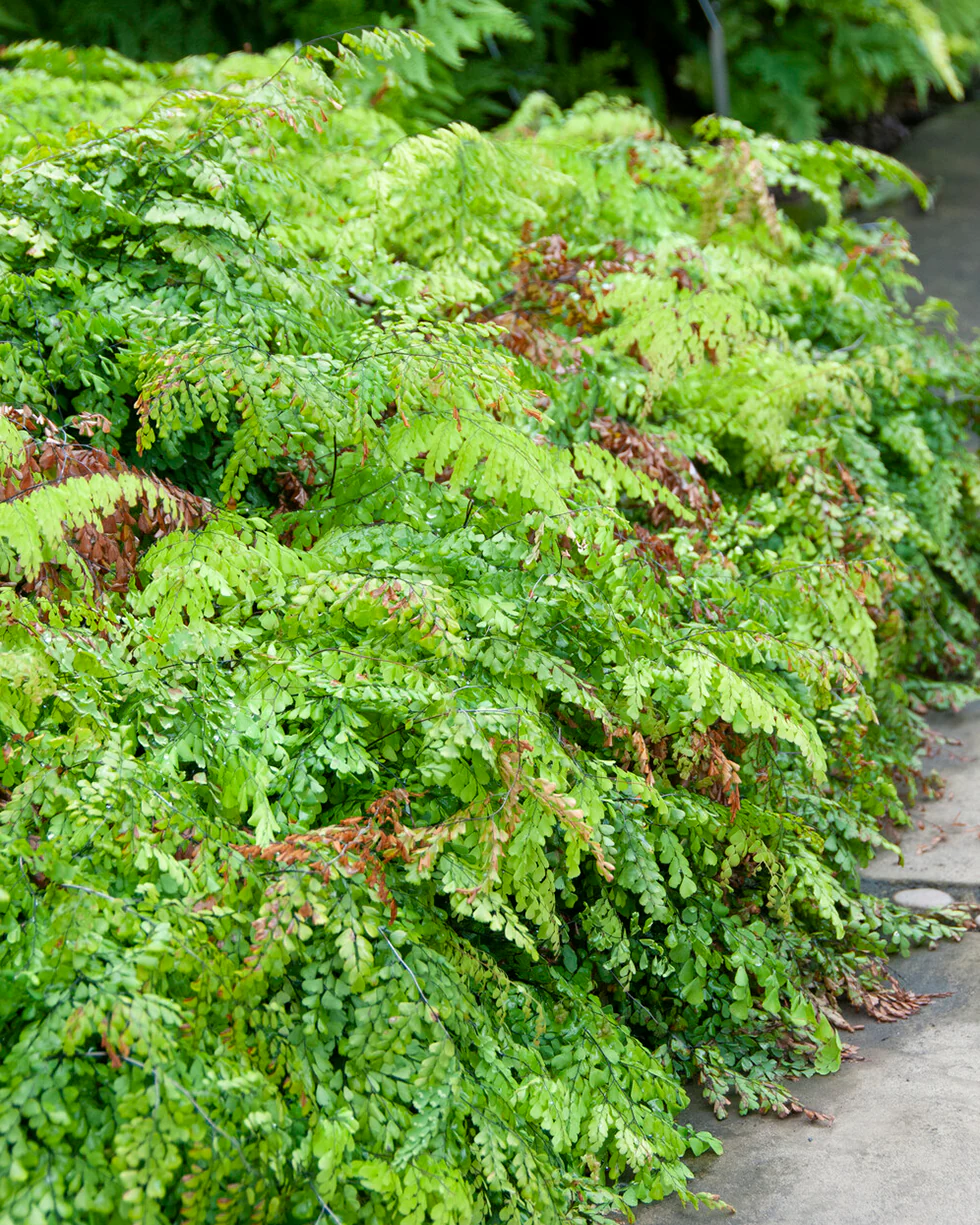 Adiantum venustum - Image 7