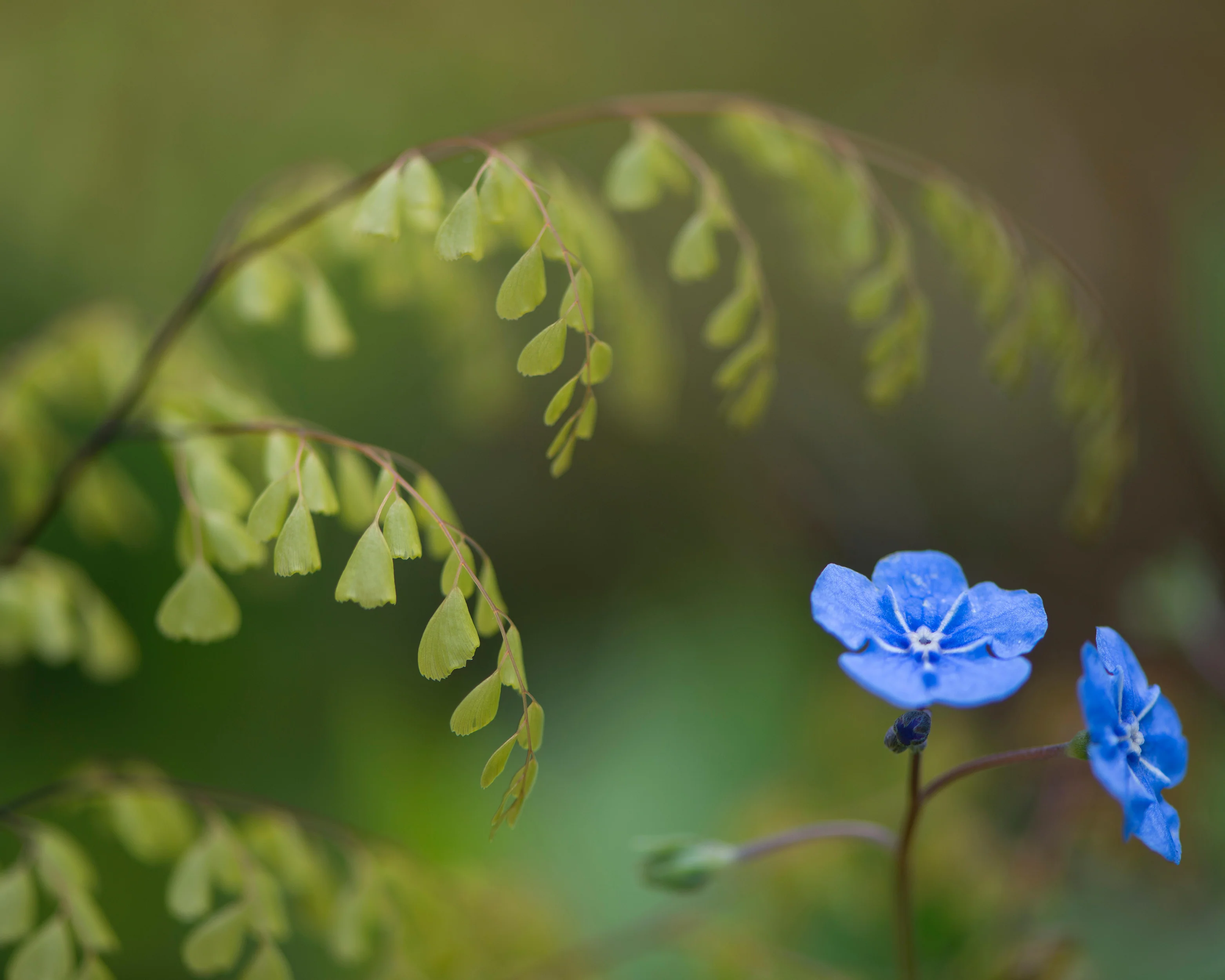Adiantum venustum - Image 8