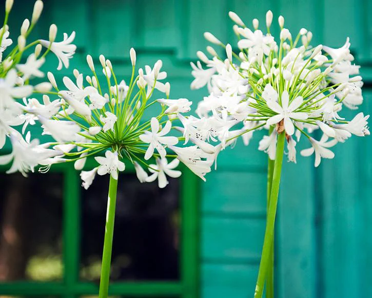 Agapanthus 'Albiflora XXL' - Image 3