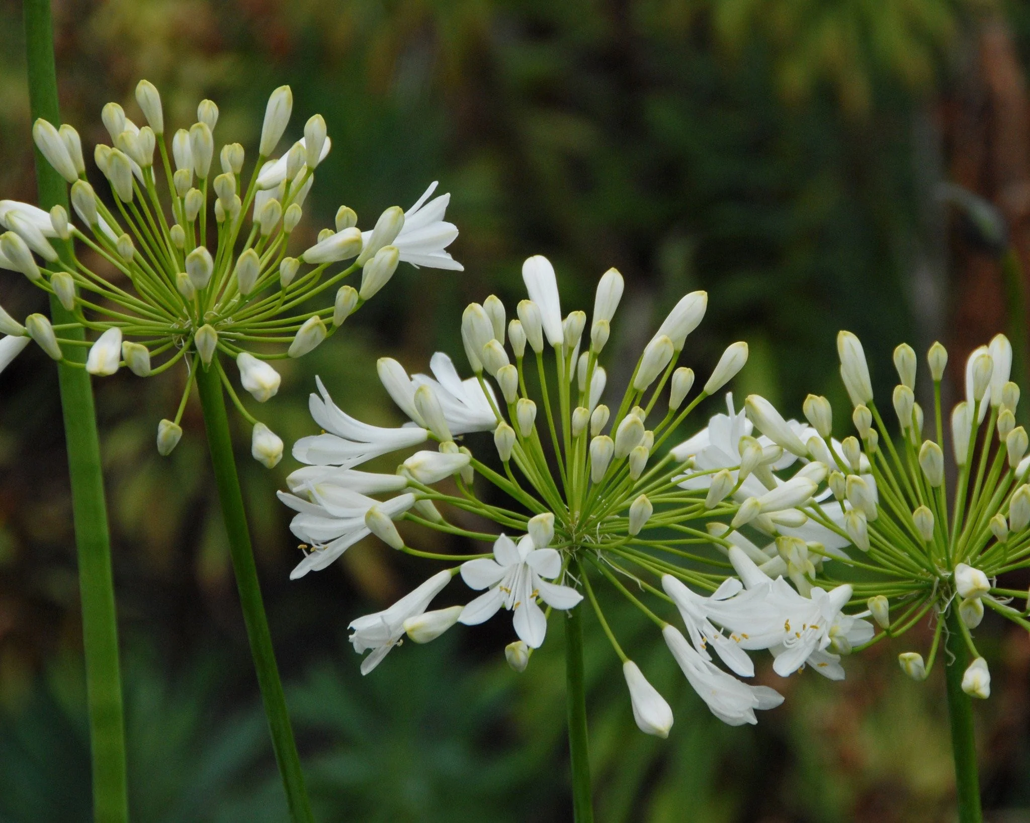 Agapanthus 'Albiflora XXL' - Image 7