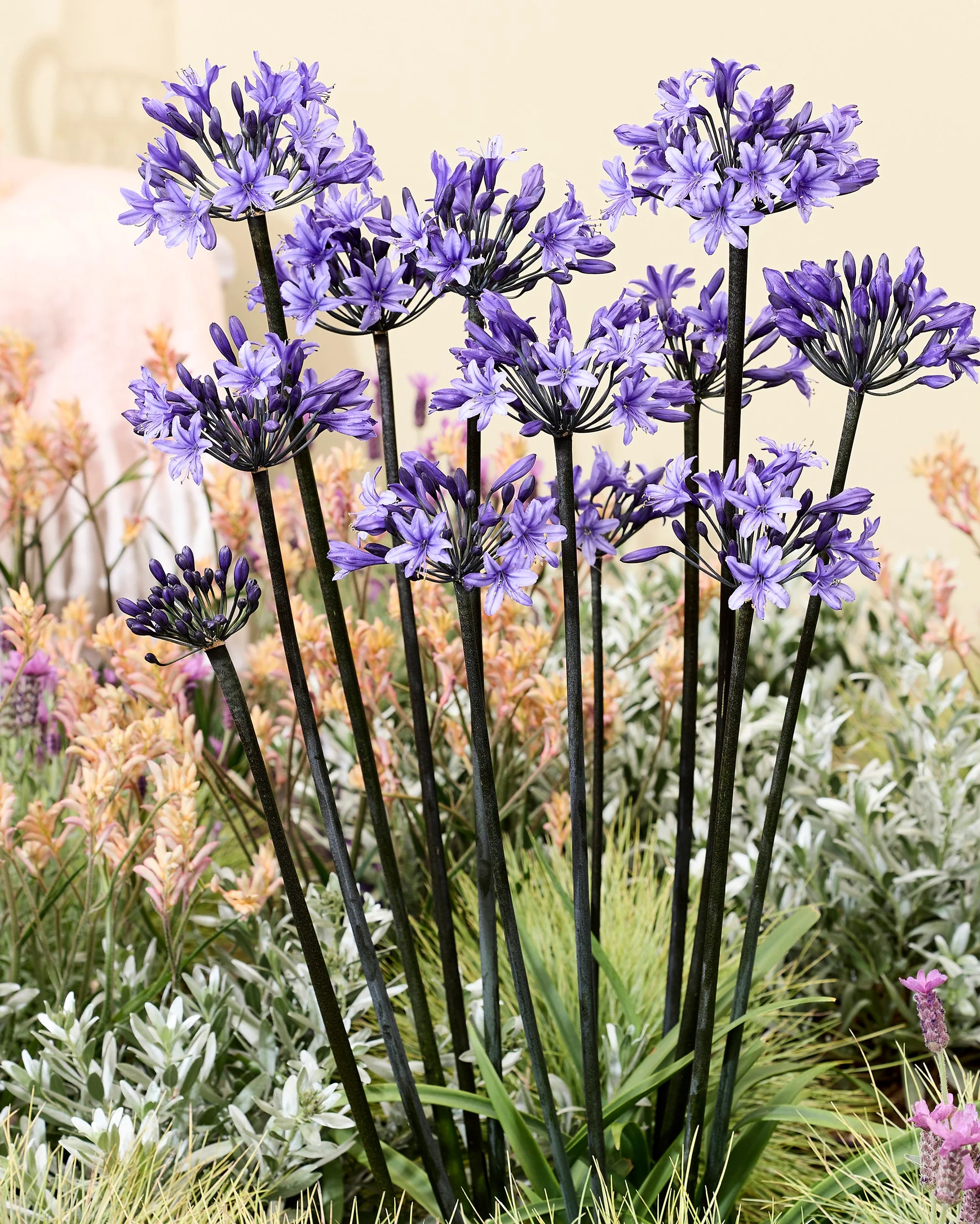 Agapanthus 'Black Arrow' - Image 4