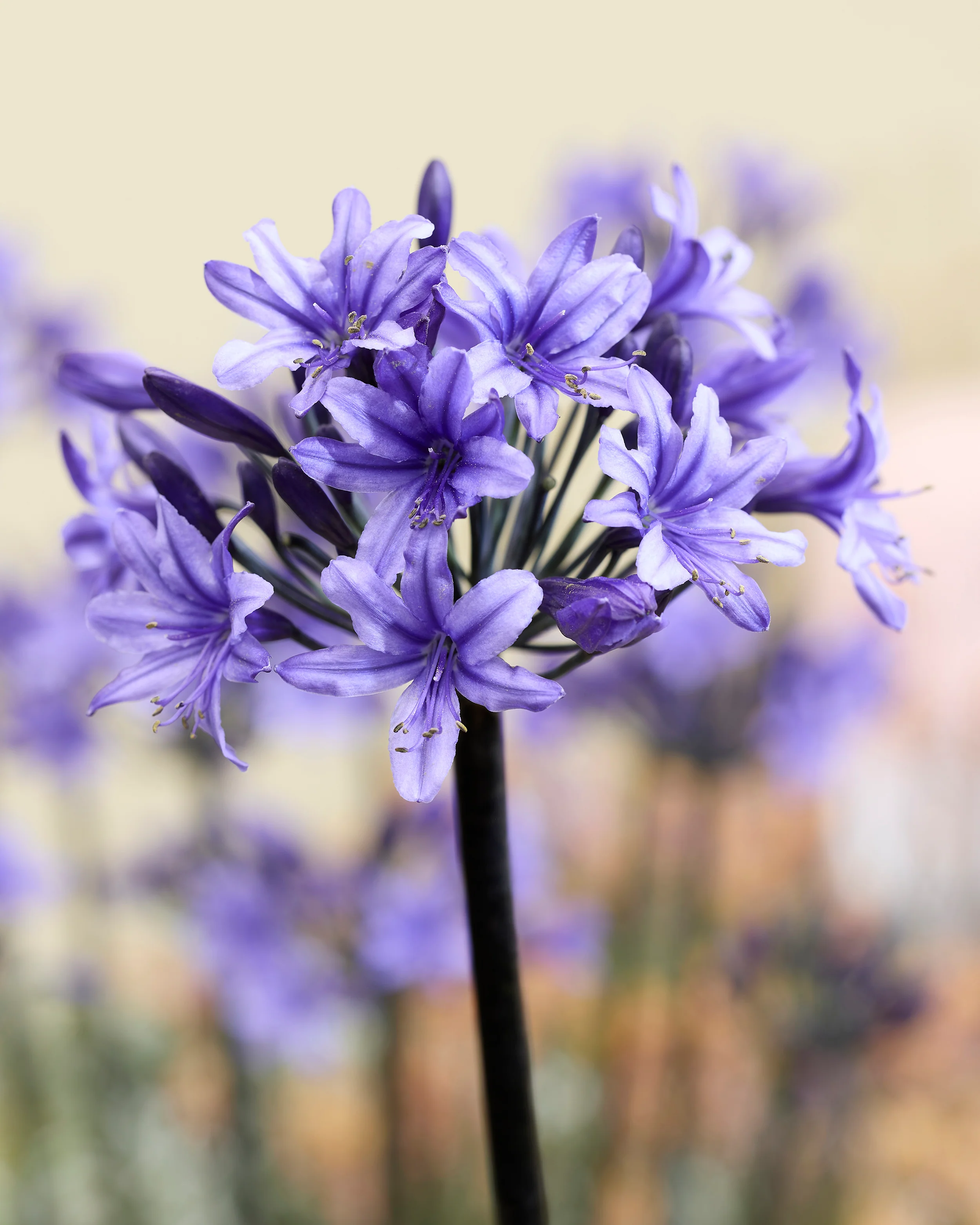 Agapanthus 'Black Arrow' - Image 5