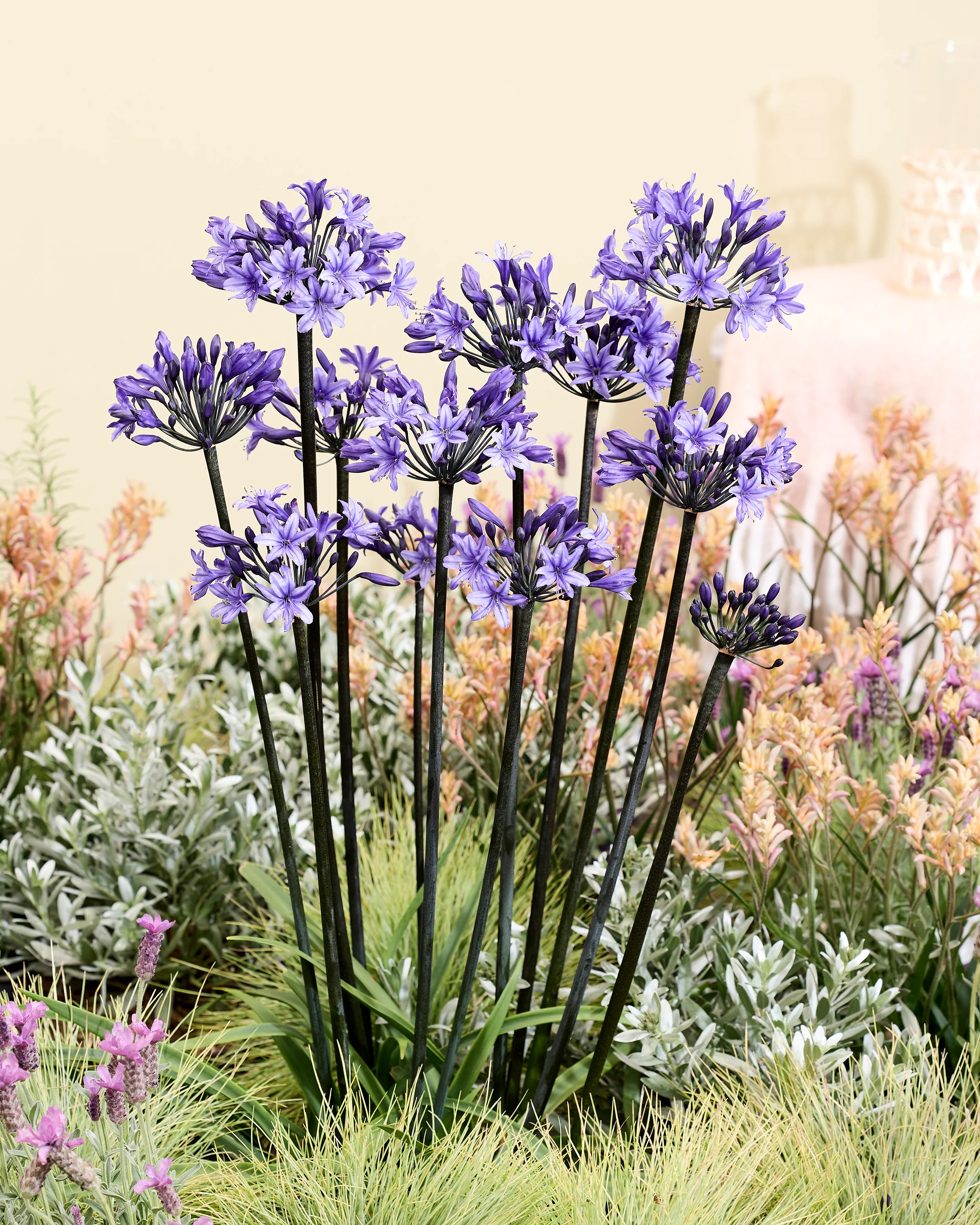 Agapanthus 'Black Arrow' - Image 6