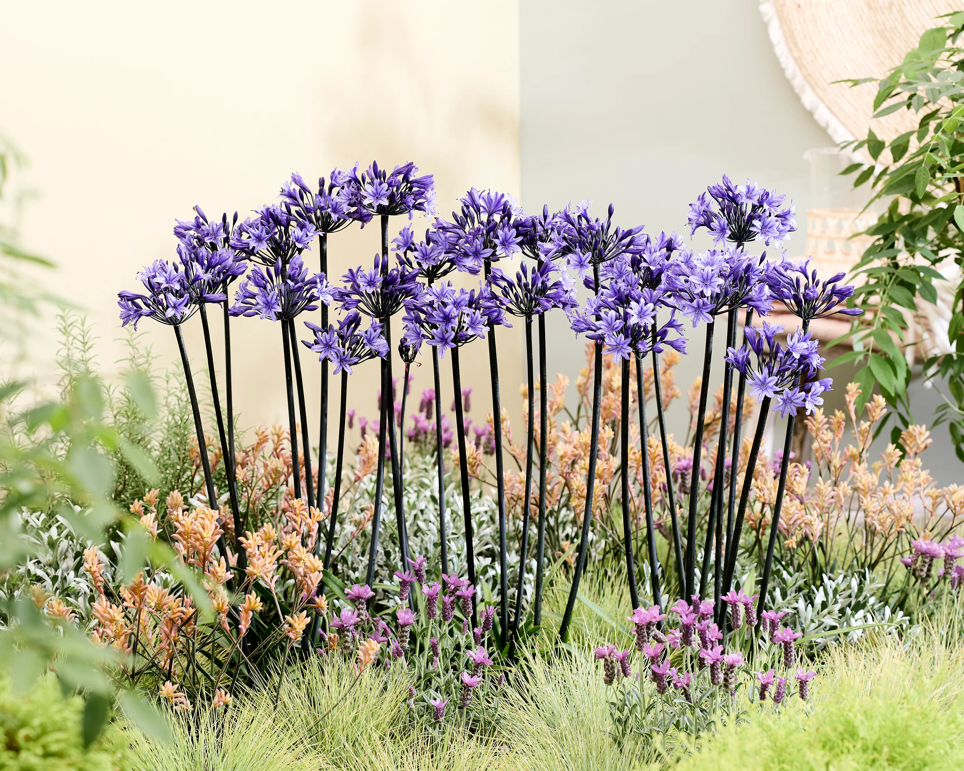 Agapanthus 'Black Arrow' - Image 7