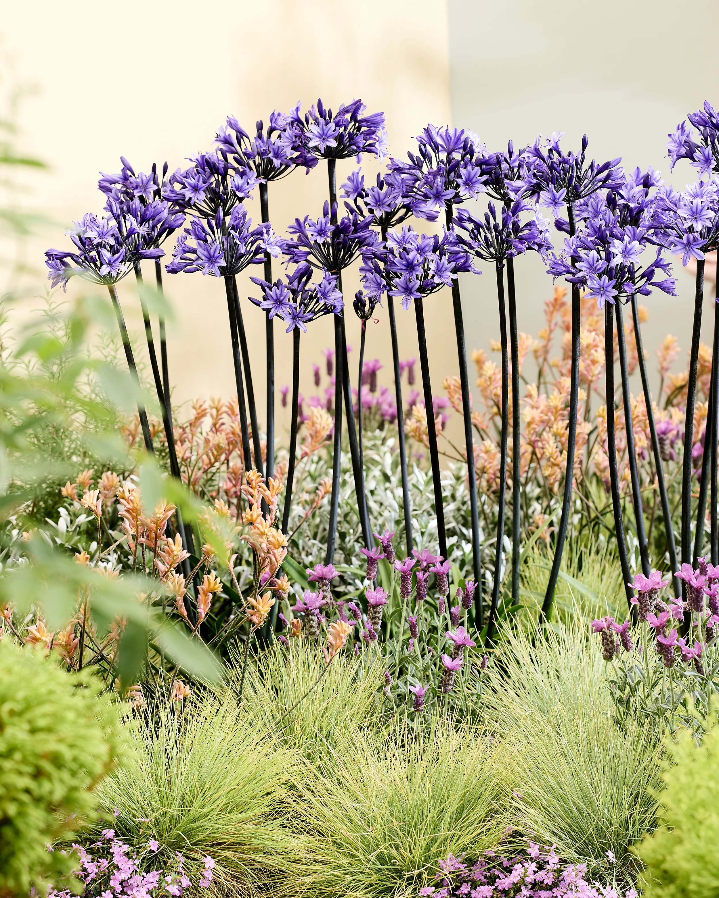 Agapanthus 'Black Arrow' - Image 8
