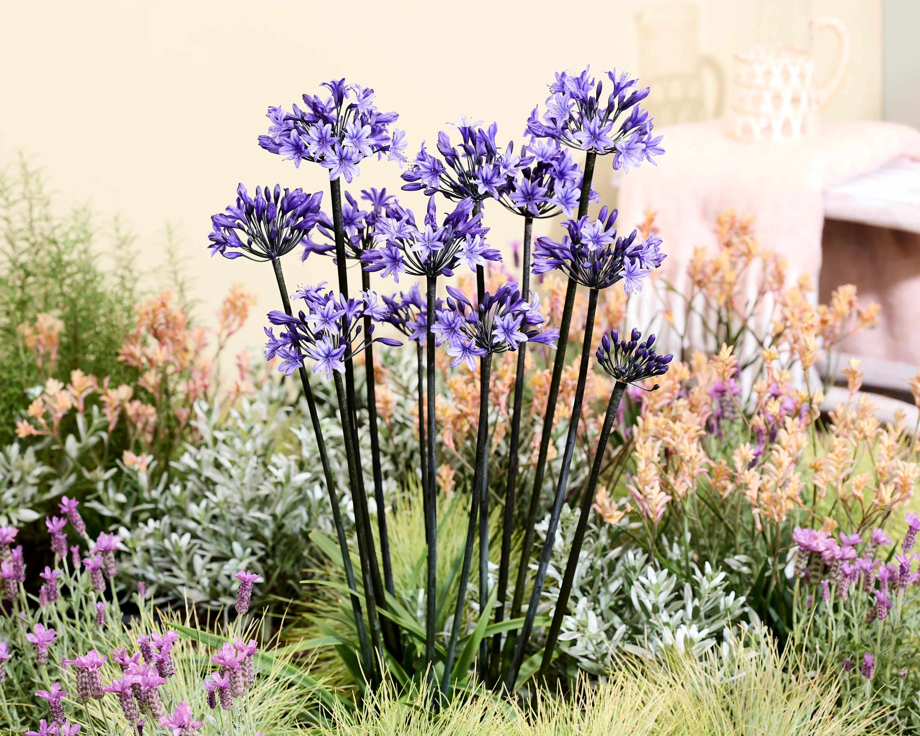 Agapanthus 'Black Arrow' - Image 9