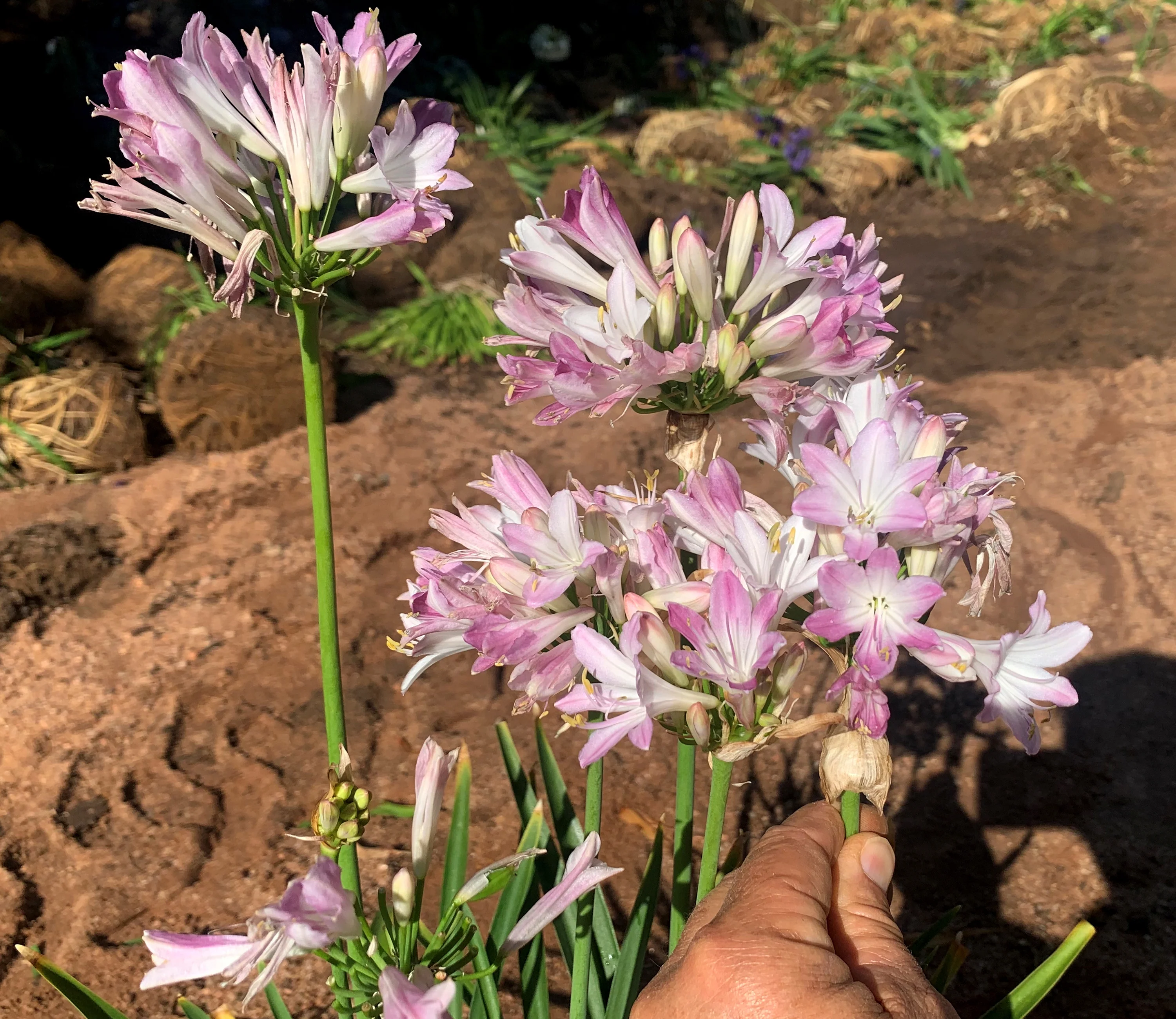 Agapanthus 'Blush Pink' - Image 3
