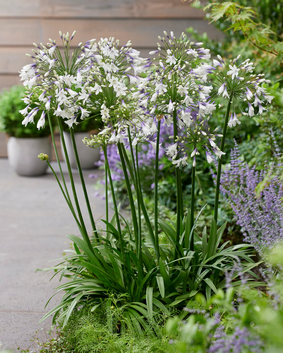 Agapanthus 'Fireworks' - Image 3