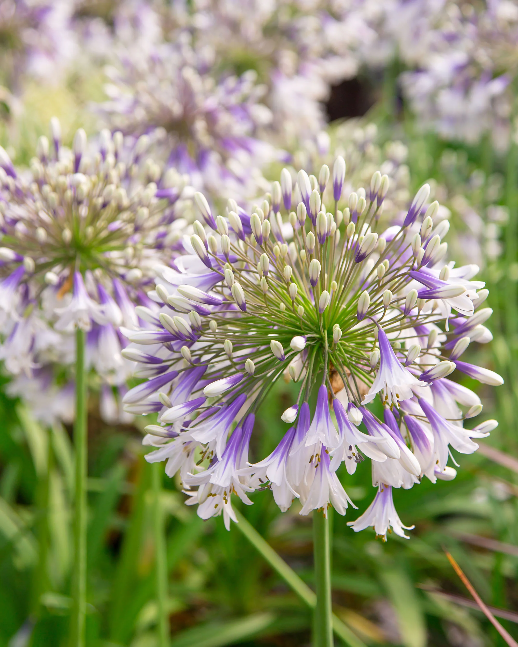 Agapanthus 'Fireworks' - Image 4