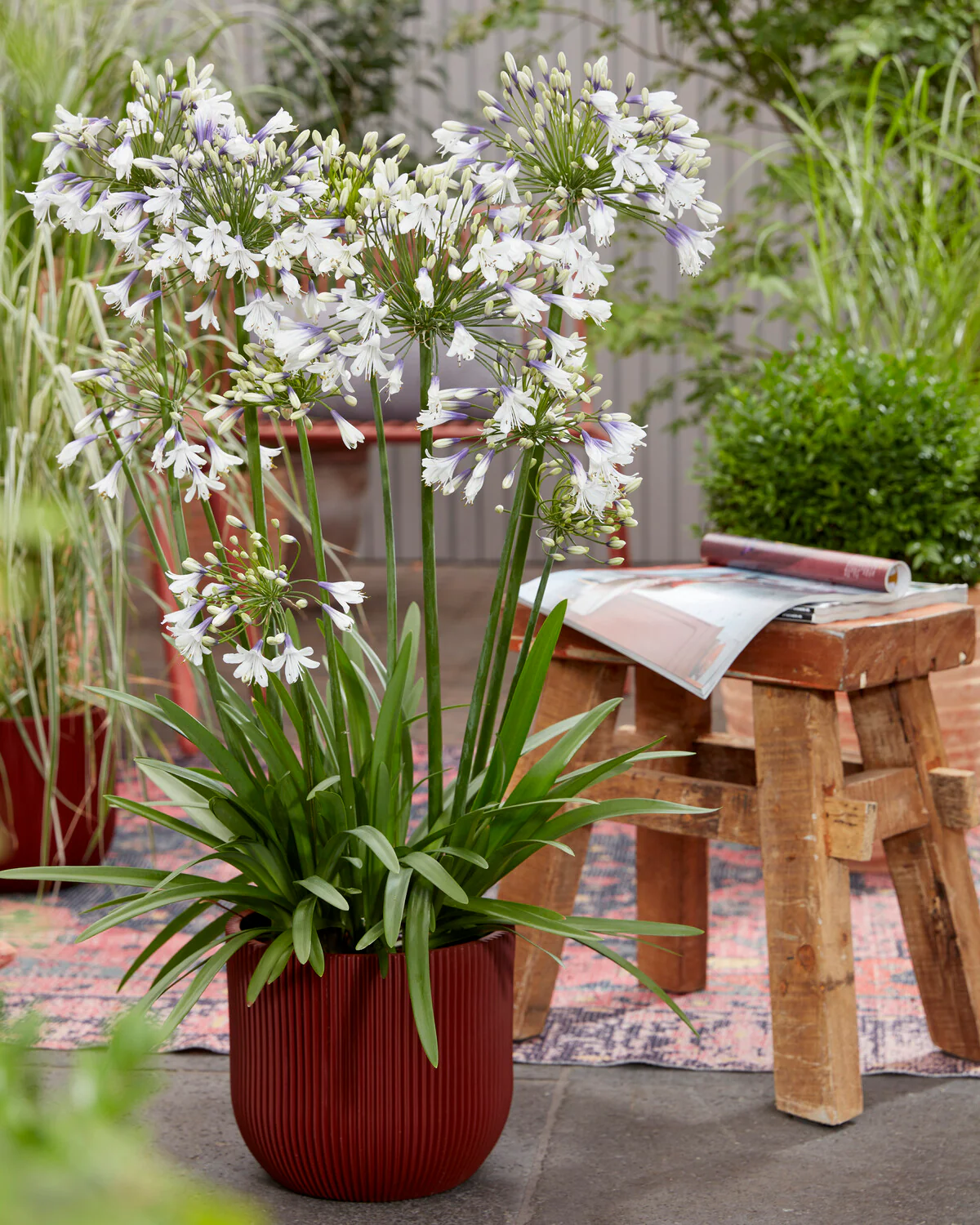 Agapanthus 'Fireworks' - Image 5
