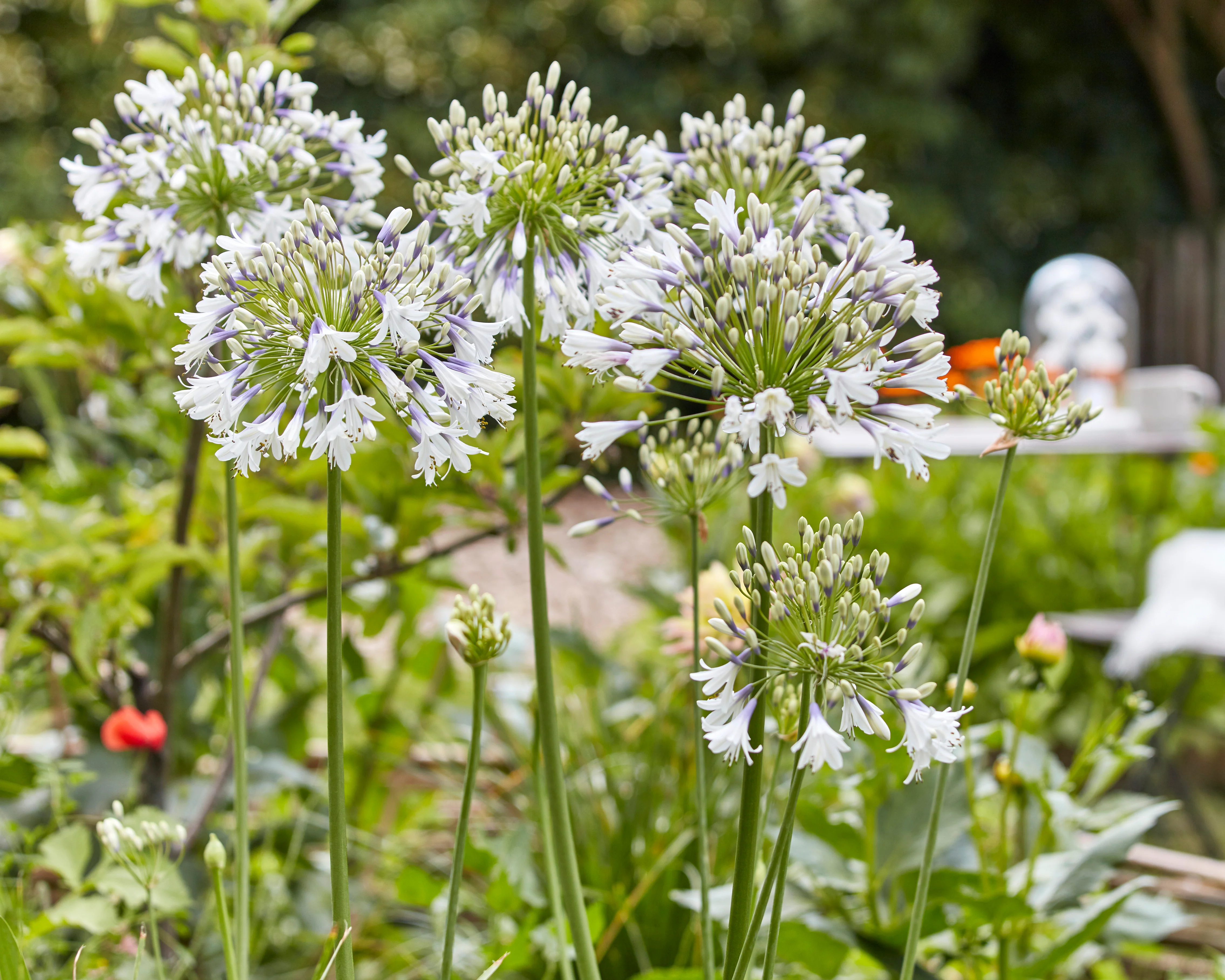 Agapanthus 'Fireworks' - Image 6