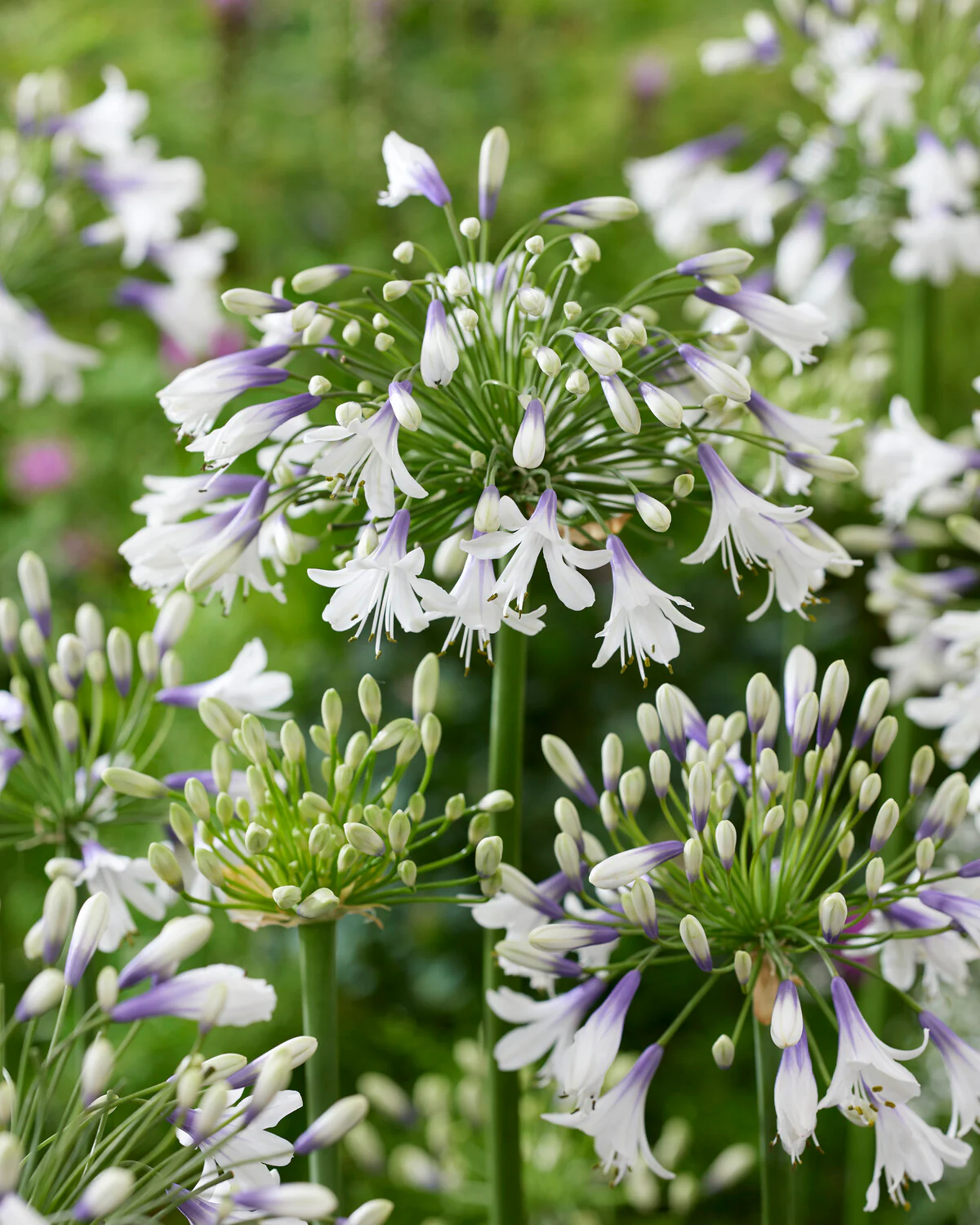 Agapanthus 'Fireworks' - Image 8